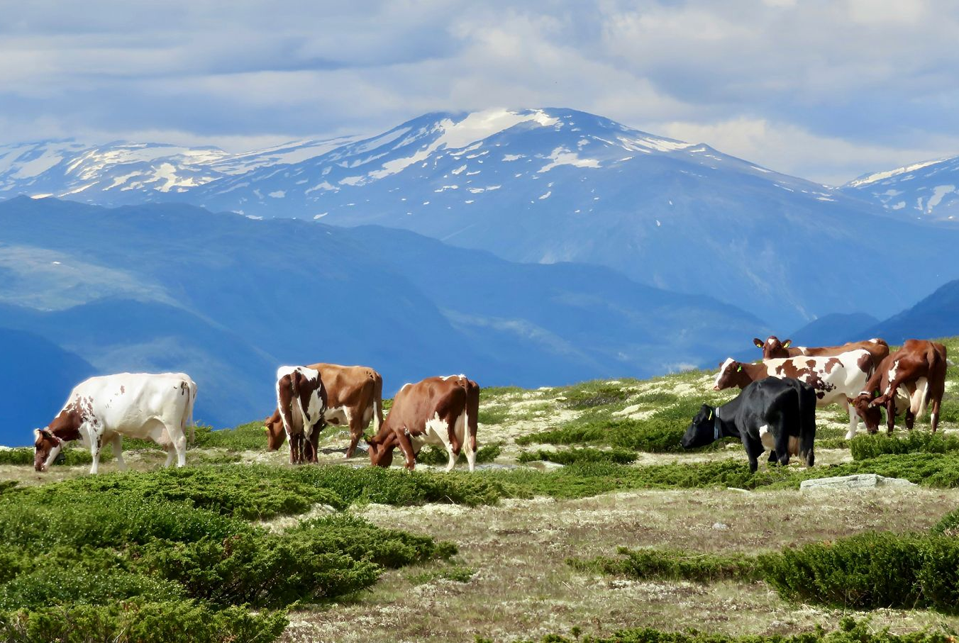 Cows grazing on a green hillside with snow-capped mountains in the background under a cloudy blue sky in Norway.