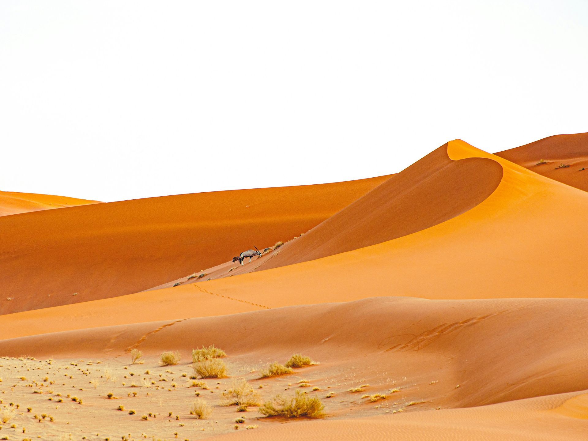 Vast orange sand dunes with small bushes in the foreground in the Namib Desert, Namibia.