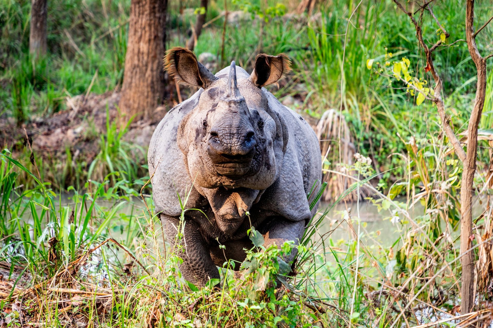 Indian rhinoceros standing in a grassy, wooded area at Chitwan National Park, Nepal.