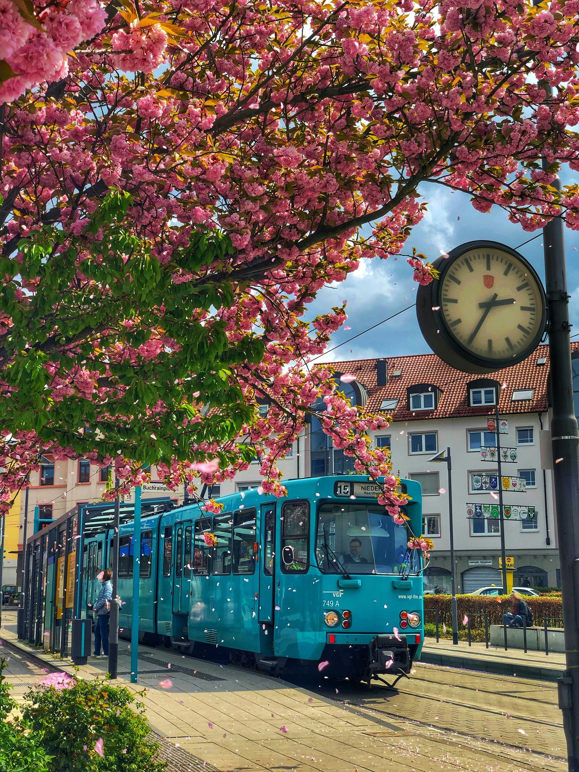 A turquoise tram traveling under pink cherry blossoms and a street clock in Frankfurt, Germany.