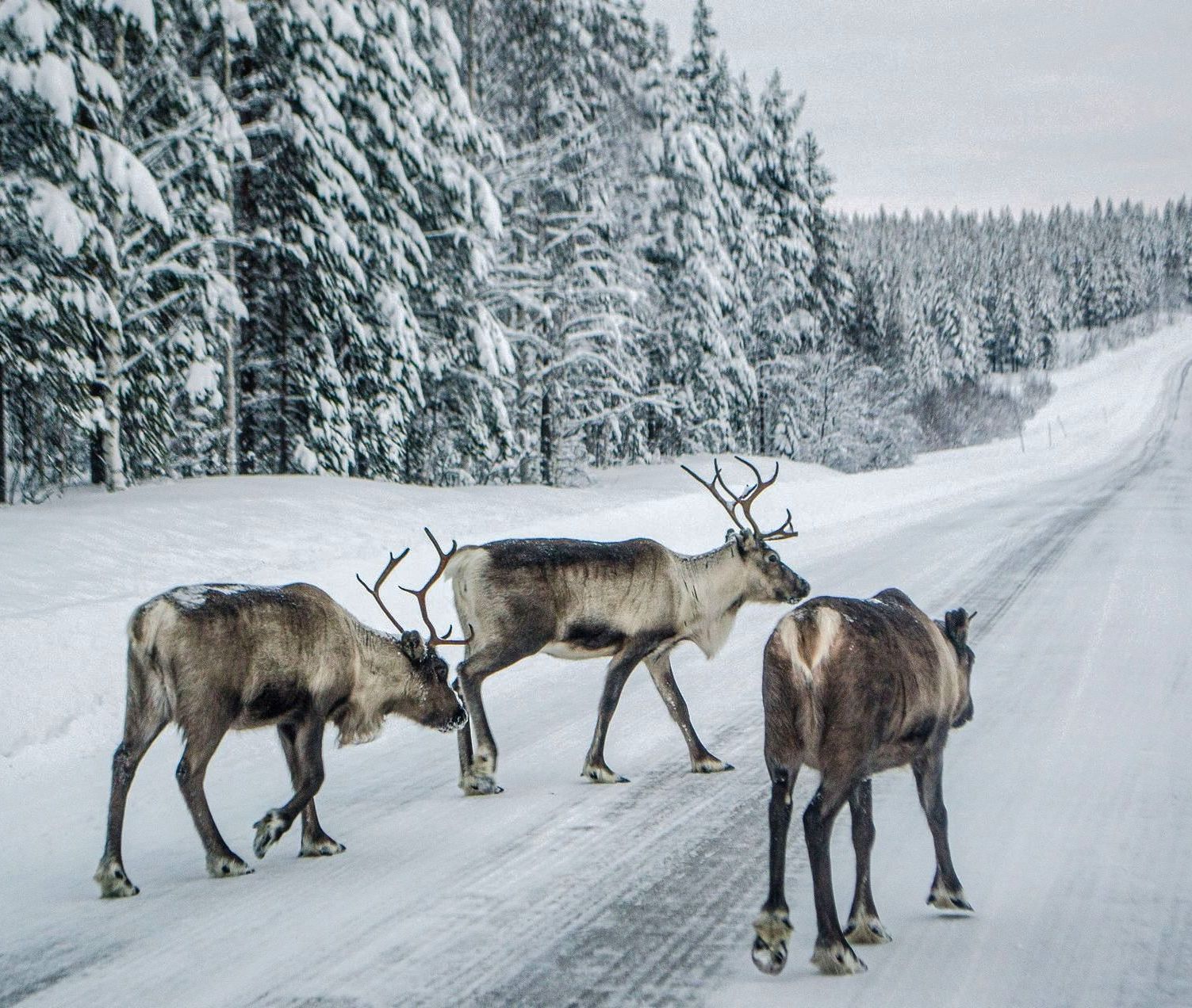 Three reindeer crossing a snow-covered road with snow-laden trees in the background in Canada. 