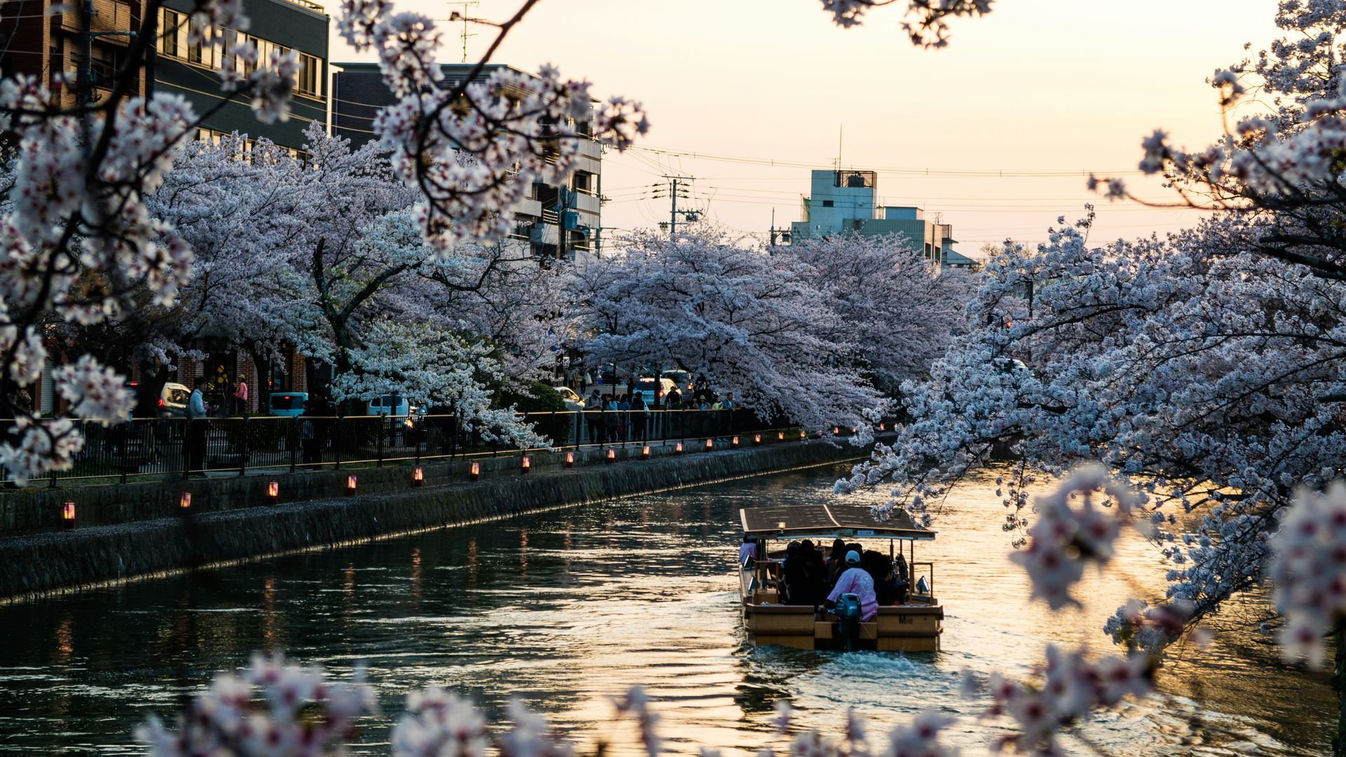 Cherry blossoms frame a river, boat with passengers glides through, dusk setting in Kyoto, Japan.