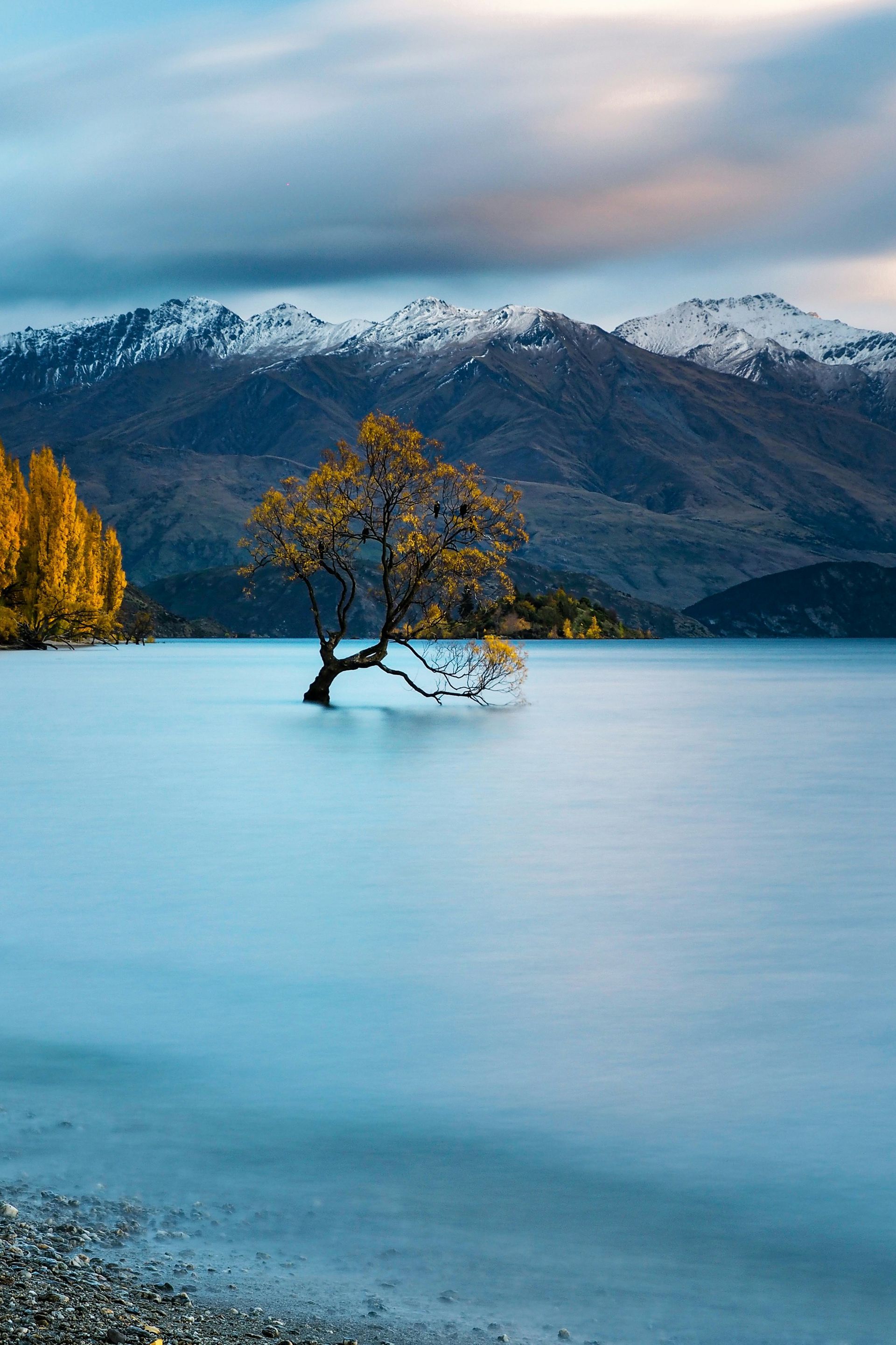 A tree in the middle of Lake Wānaka with mountains in the background in Wānaka, New Zealand.