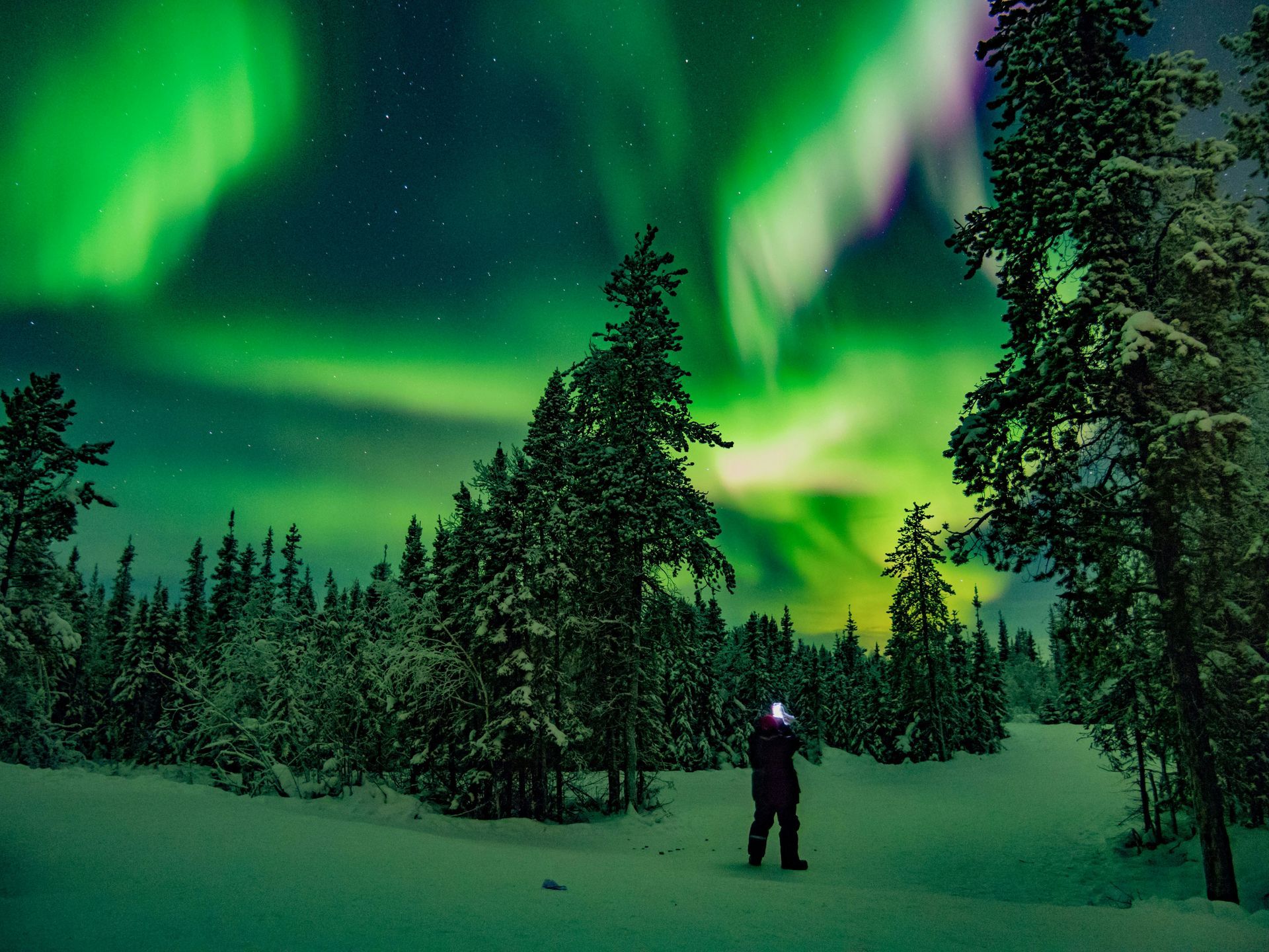 A person watches the aurora borealis over a snowy forest in Yellowknife, Canada.