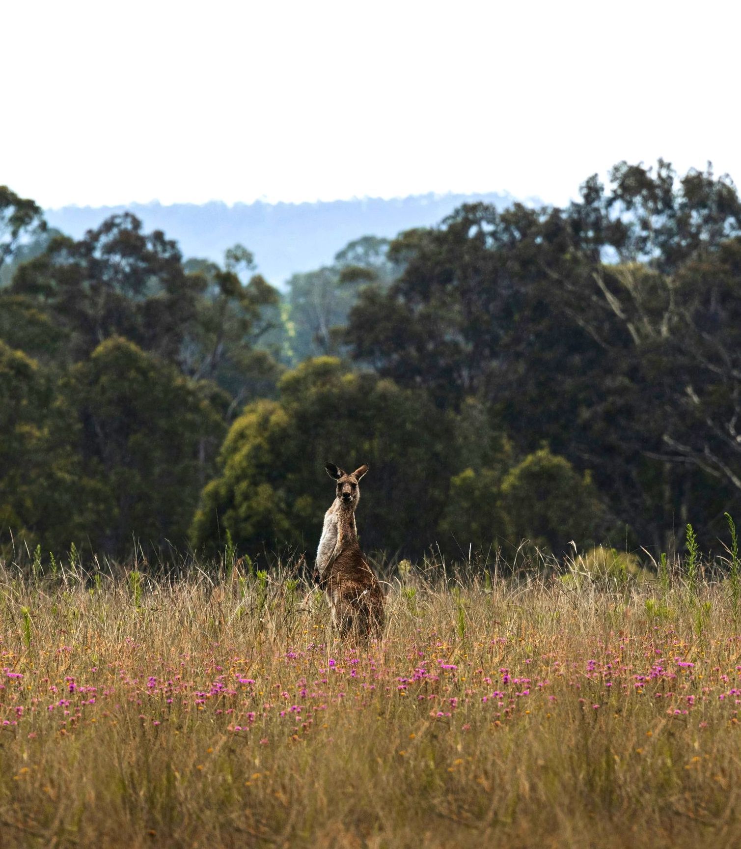 A kangaroo is standing in a field of tall grass with trees in the background in Australia. 