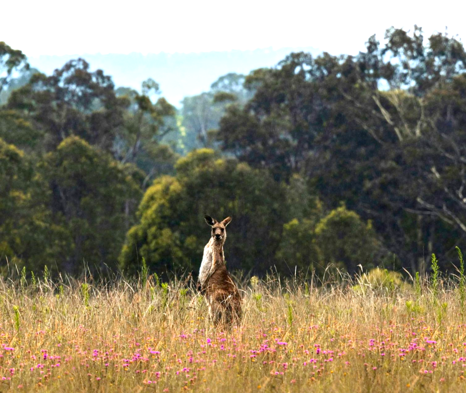 A kangaroo is standing in a field of tall grass with trees in the background in Australia. 