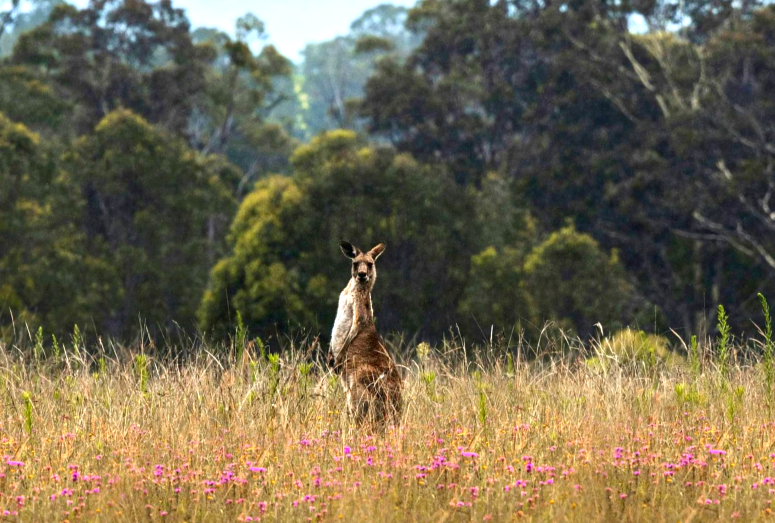A kangaroo is standing in a field of tall grass with trees in the background in Australia. 
