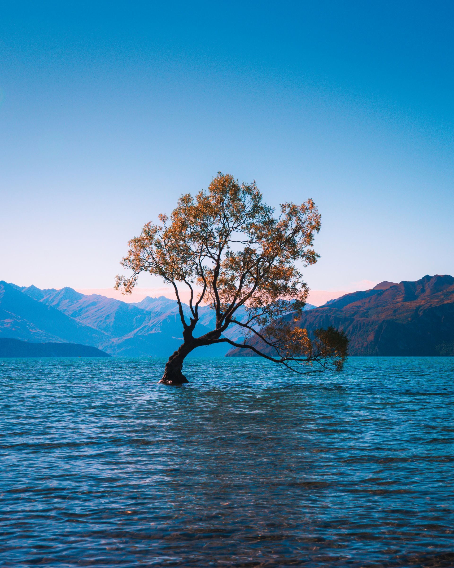 The Wānaka tree in the middle of a lake with mountains in the background in Wānaka, New Zealand.