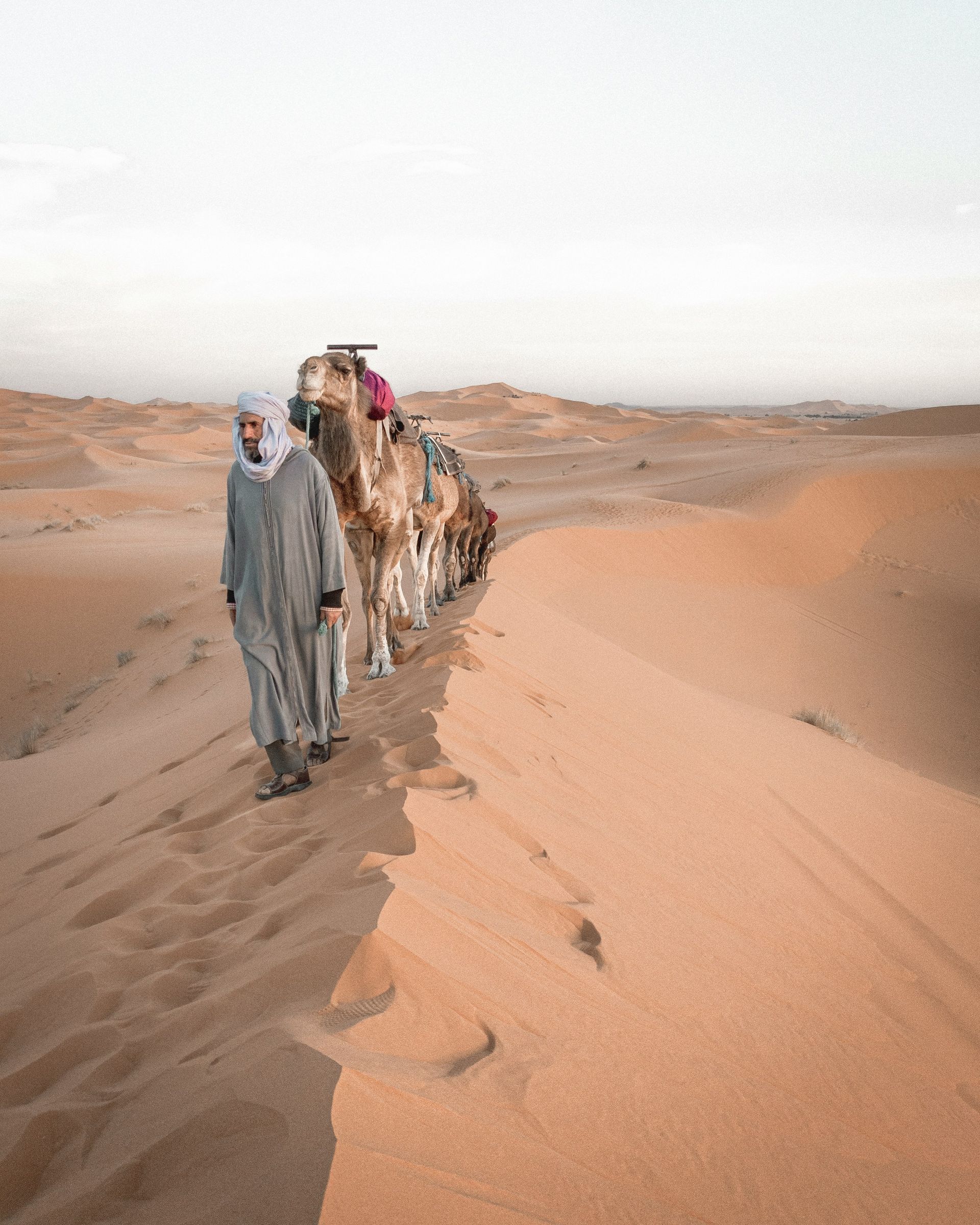 A man is walking with a herd of camels in the desert in Erg Chebbi, Morocco.