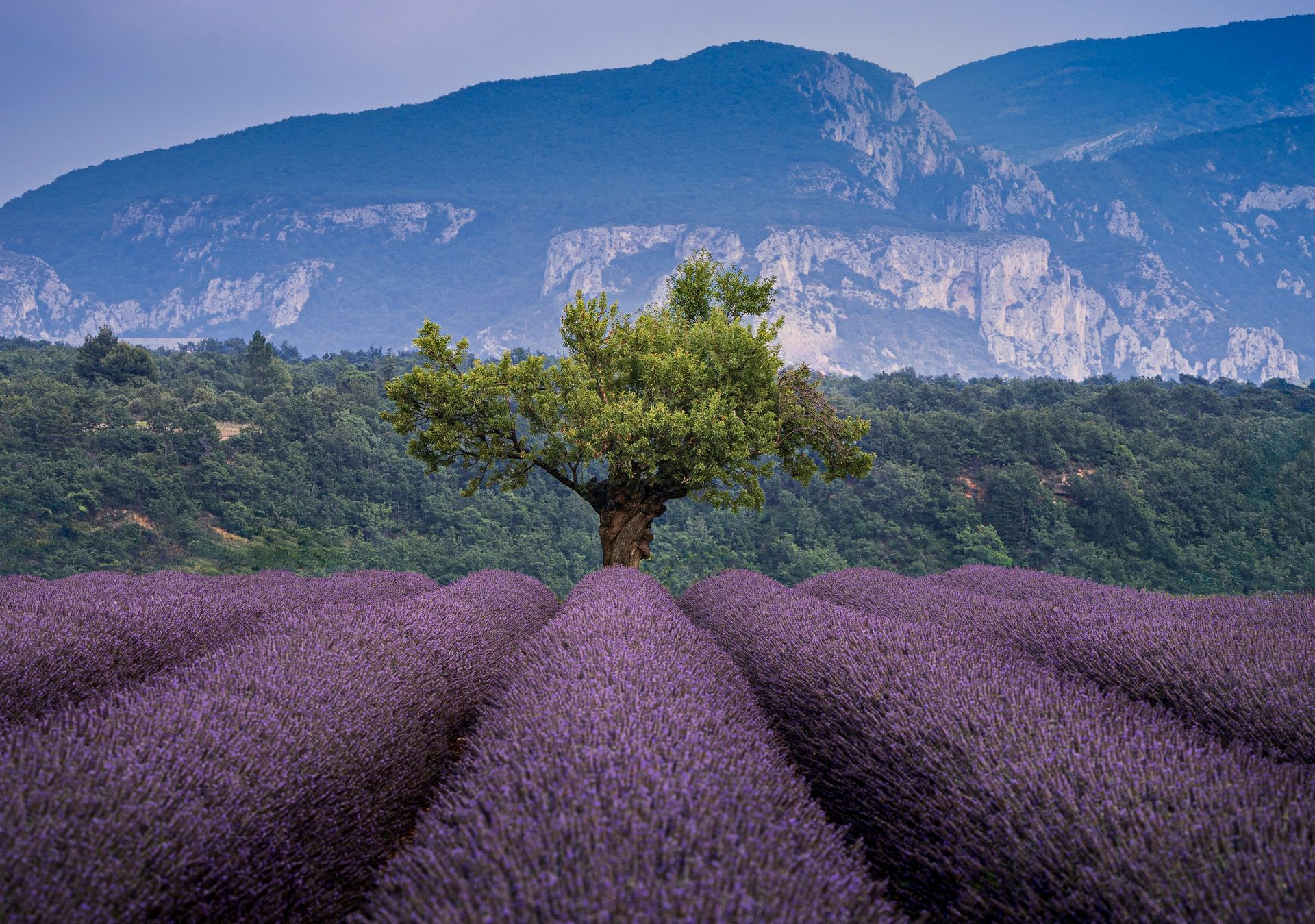 A field of purple lavender flowers with mountains in the background at Valensole Plateau in Provence, France.