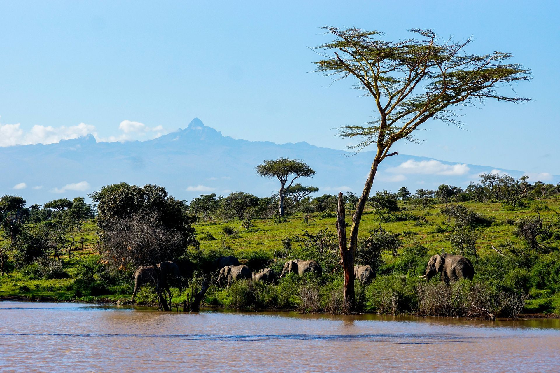 Elephants graze near a lake with Mount Kenya in the background and scattered trees in a grassy savanna.