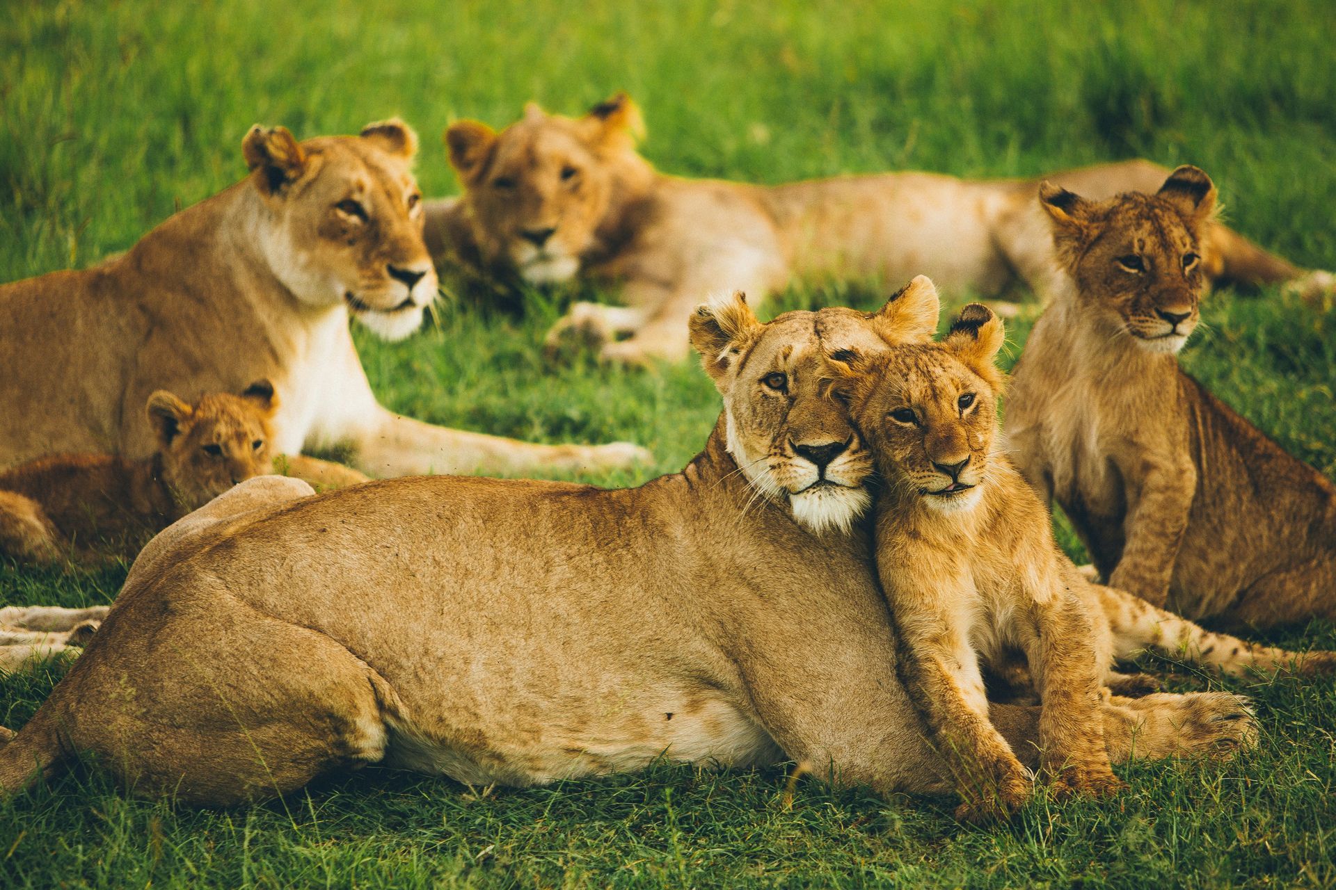 Lion pride resting on green grass, two lions embracing, others watching in Maasai Mara National Reserve, Kenya.