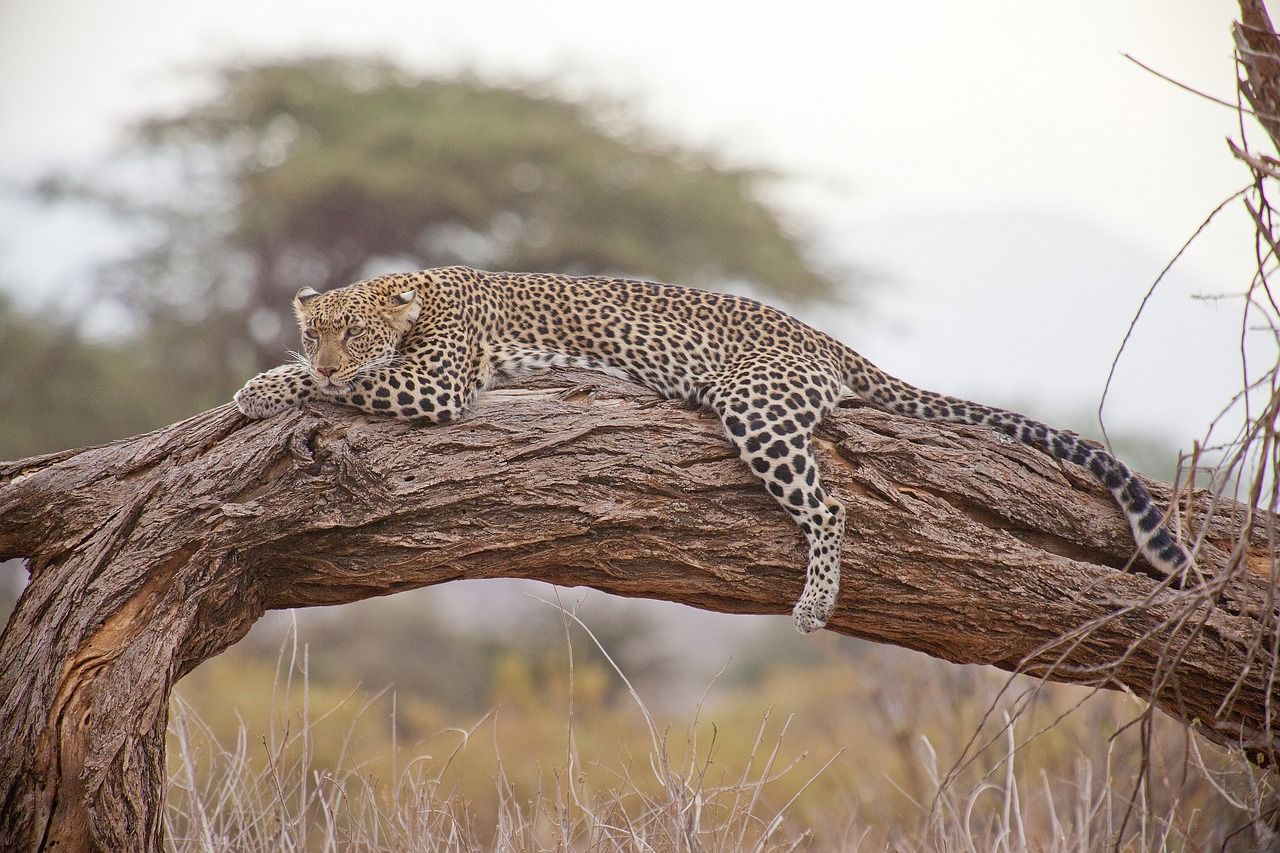 A leopard is laying on a tree branch in the wild in Africa. 