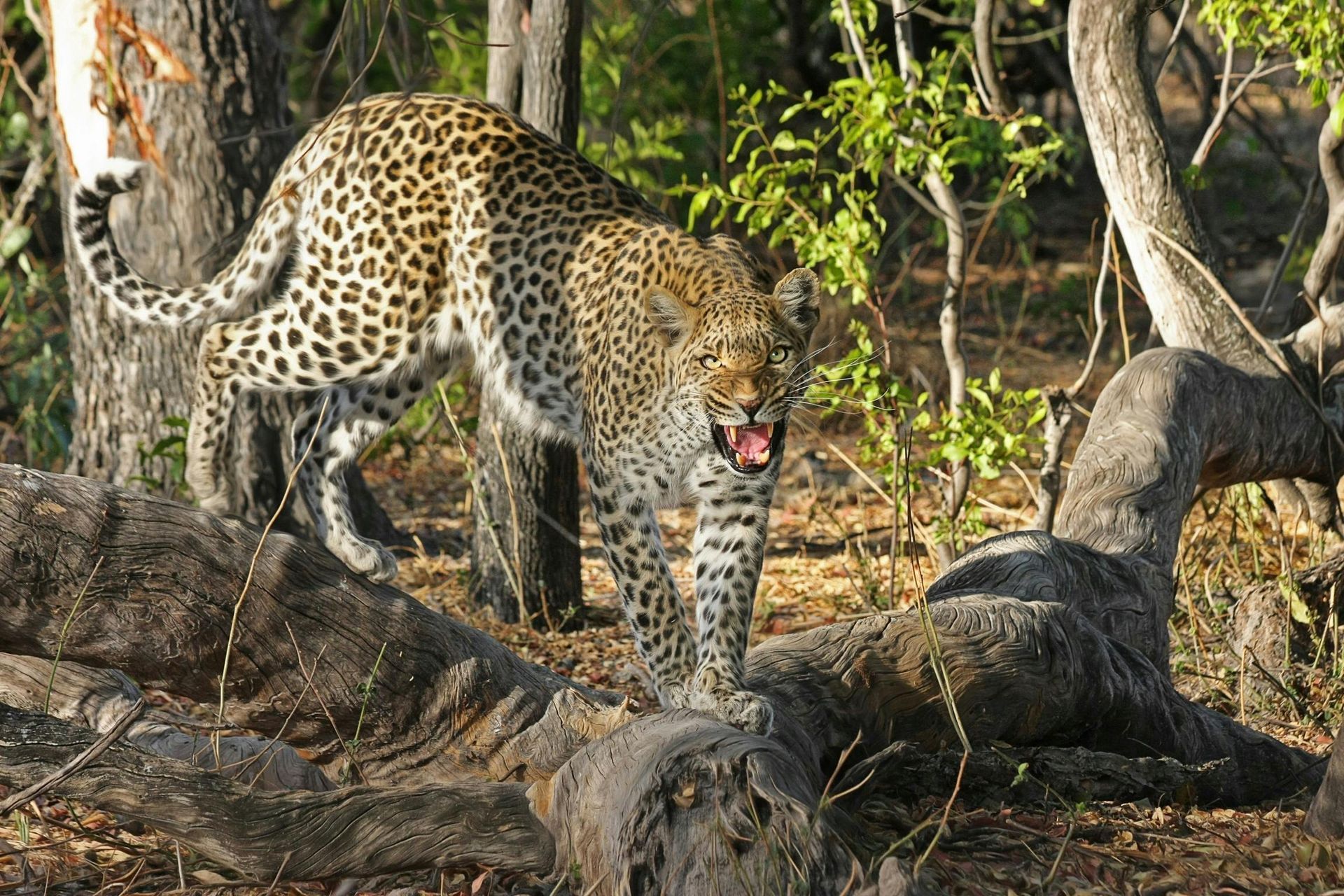 A leopard is standing on a log in the woods in Botswana, Africa.