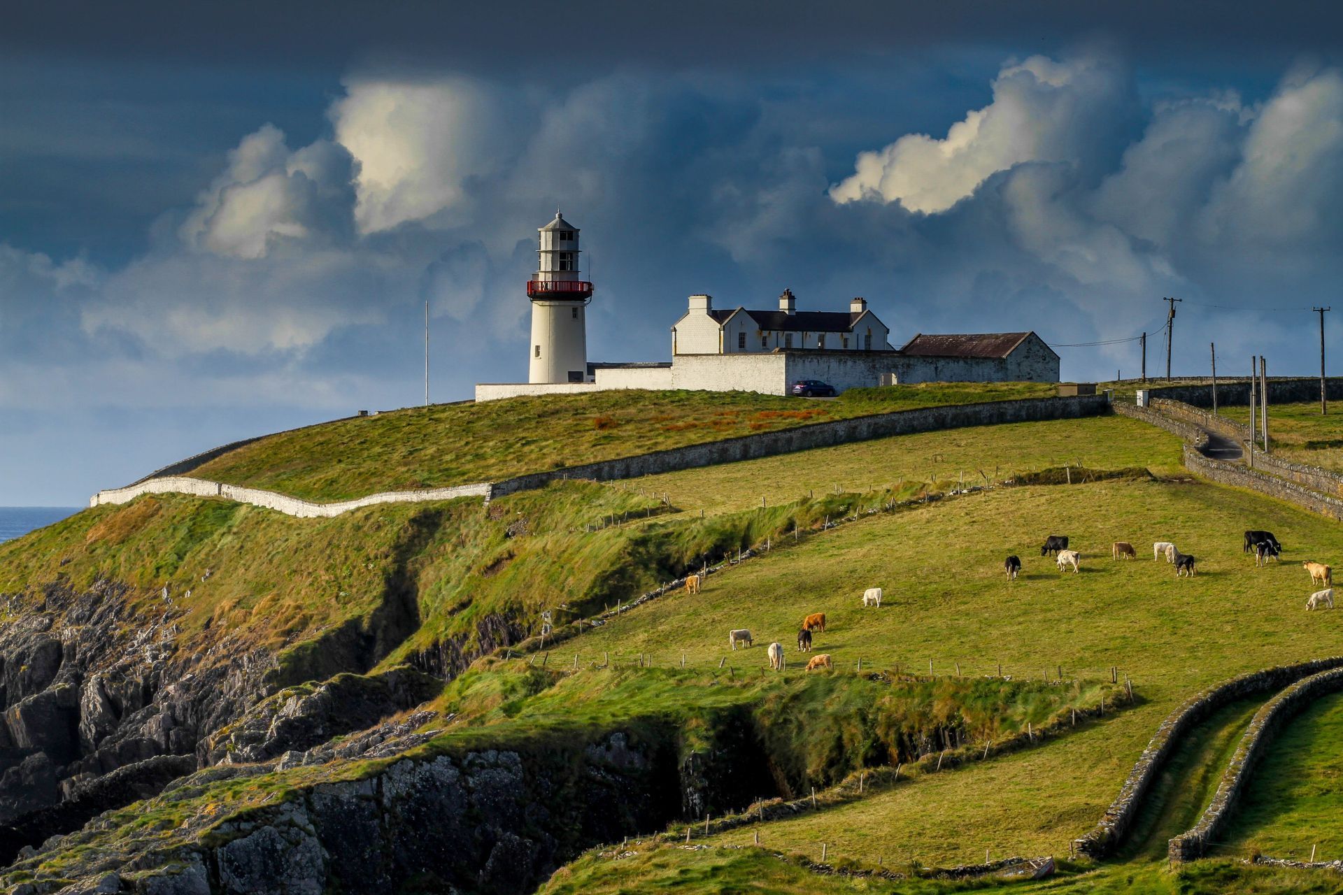 Lighthouse on a green hill overlooking the ocean, with cows grazing on the Dingle Peninsula, Ireland.