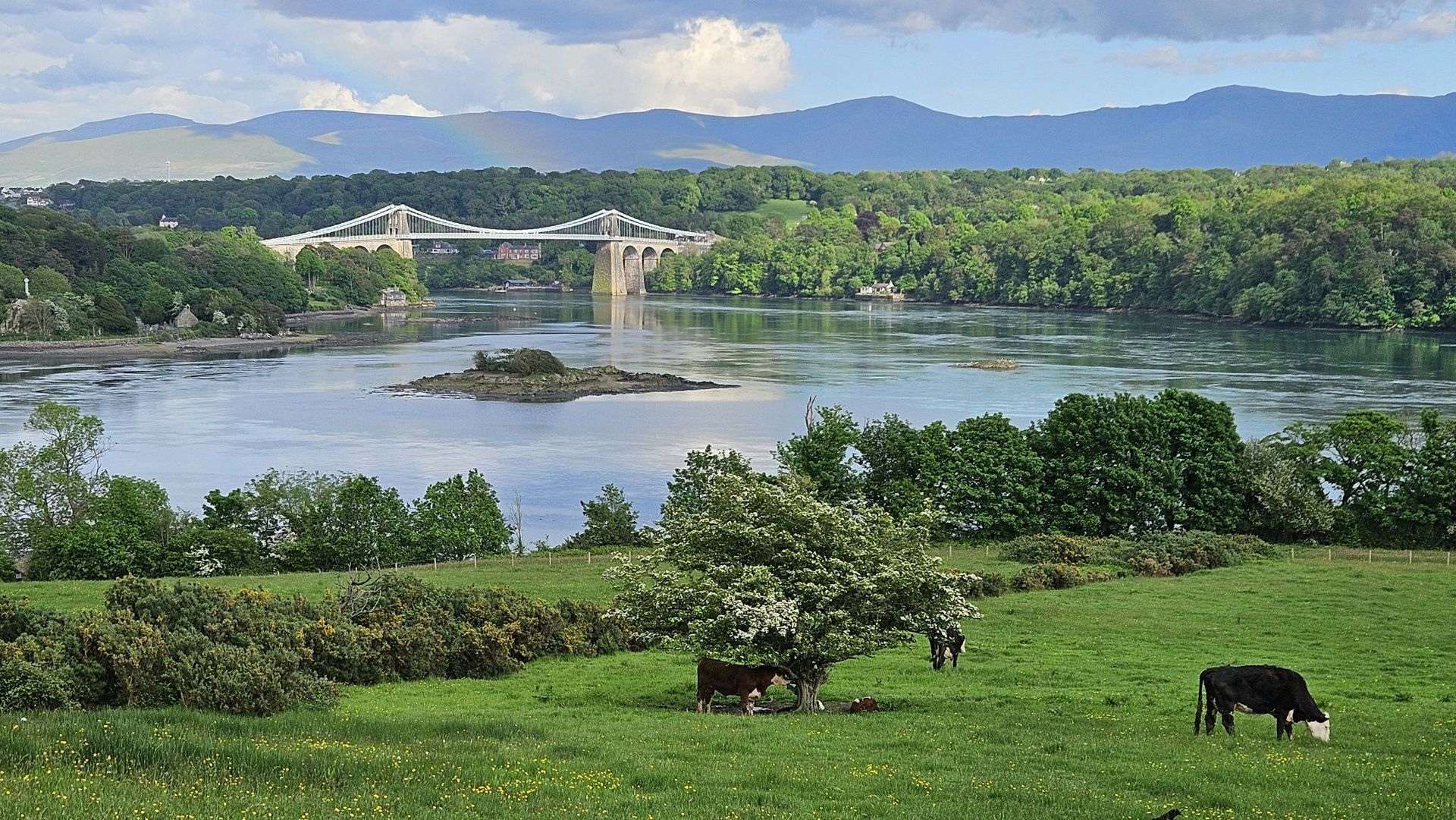 Green pasture with cows, river, trees, bridge, and mountains under a cloudy sky in Anglesey, Wales