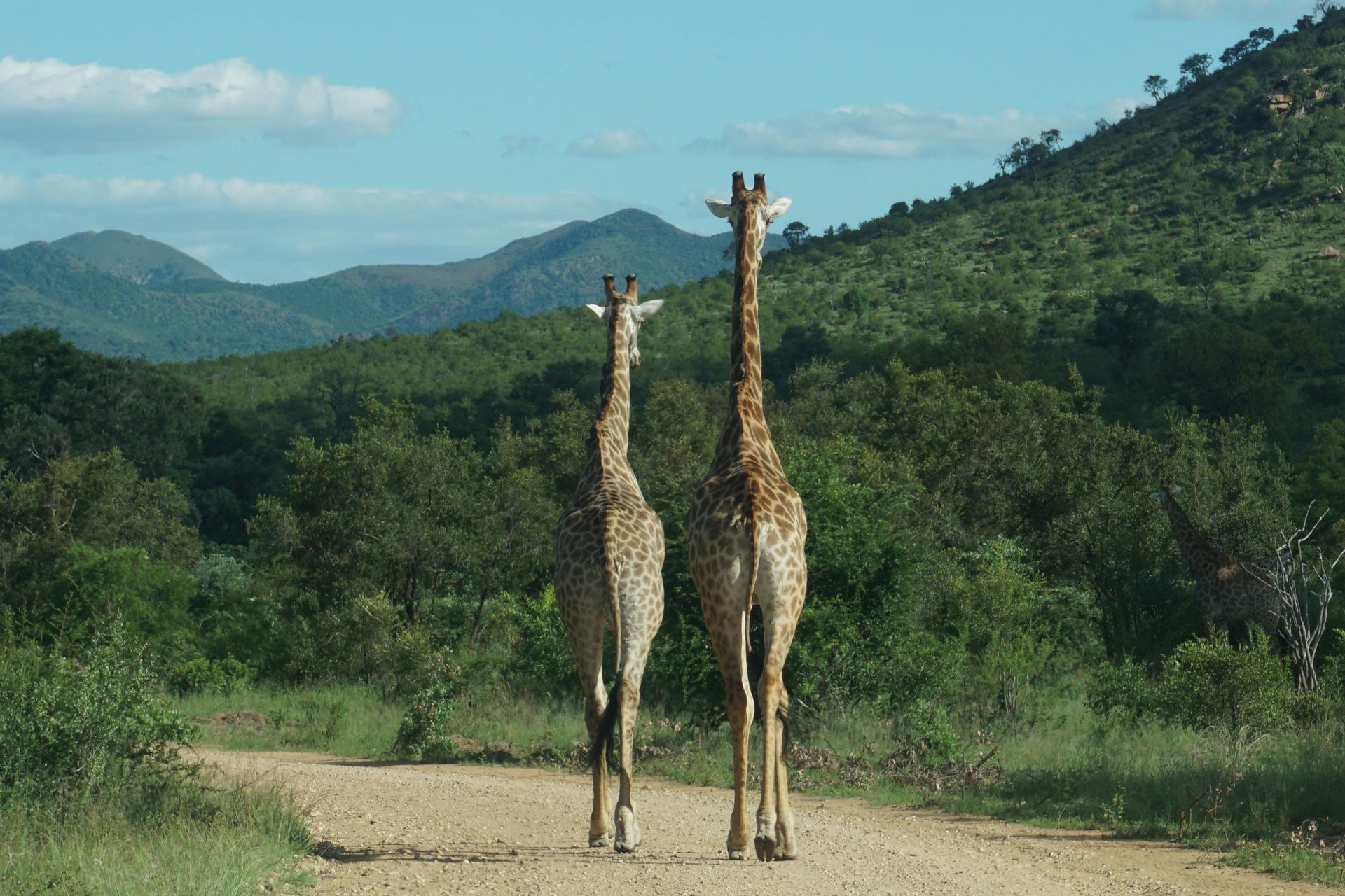 Two giraffes walking down a dirt road, mountains and green trees in the background in Kruger National Park, South Africa.