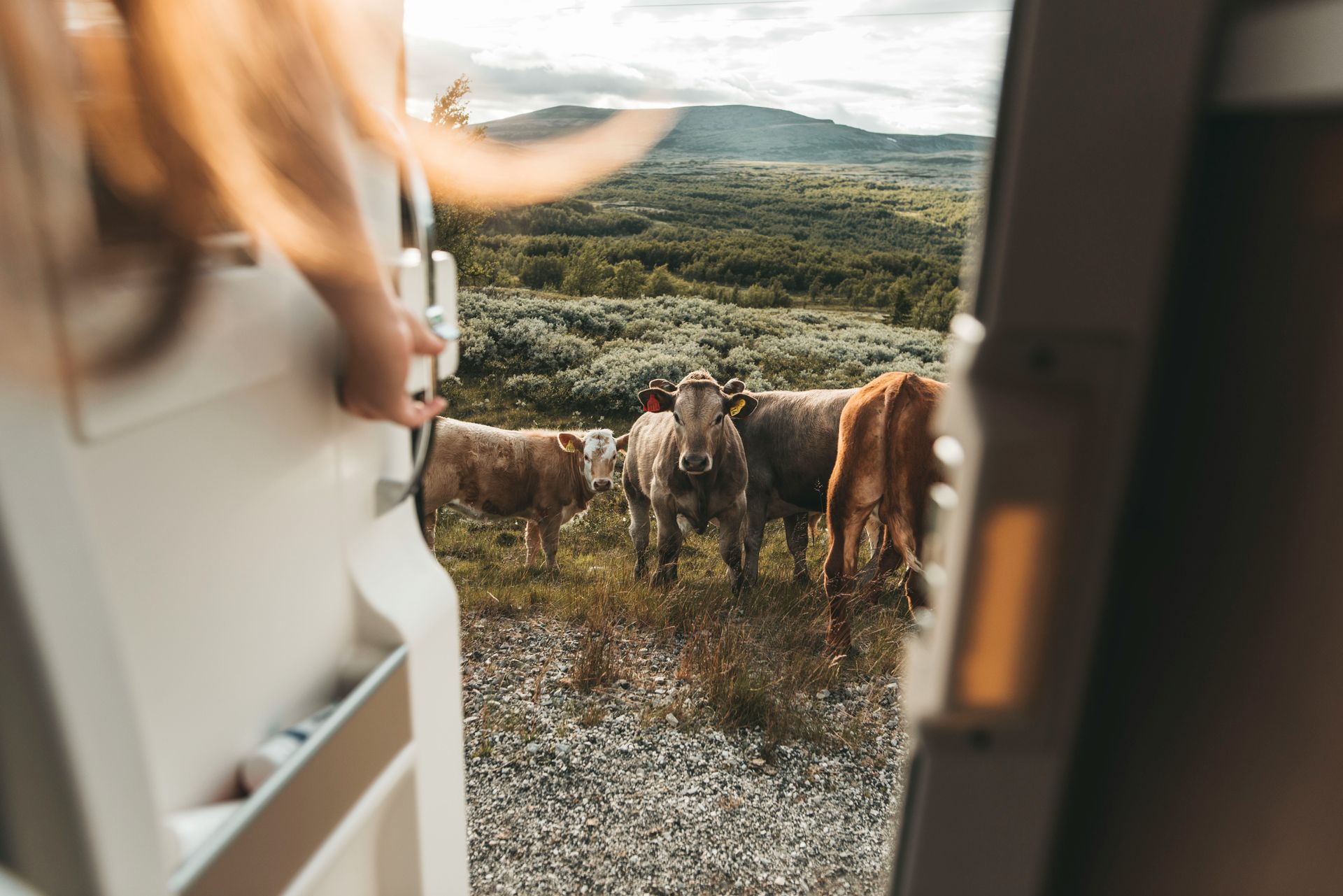 Open door, looking at a group of brown cows in a field, with a mountainous landscape in Jotunheimen National Park, Norway.