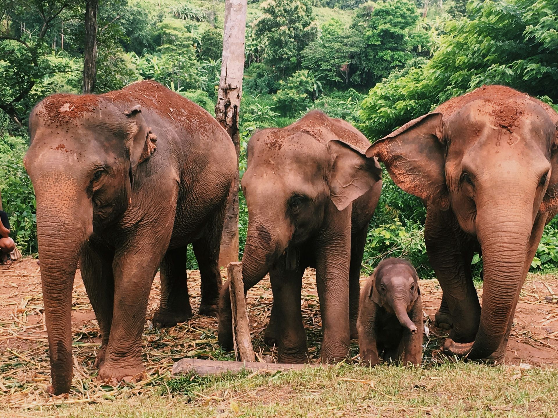 Three elephants standing next to each other in a field in Chiang Mai, Thailand.