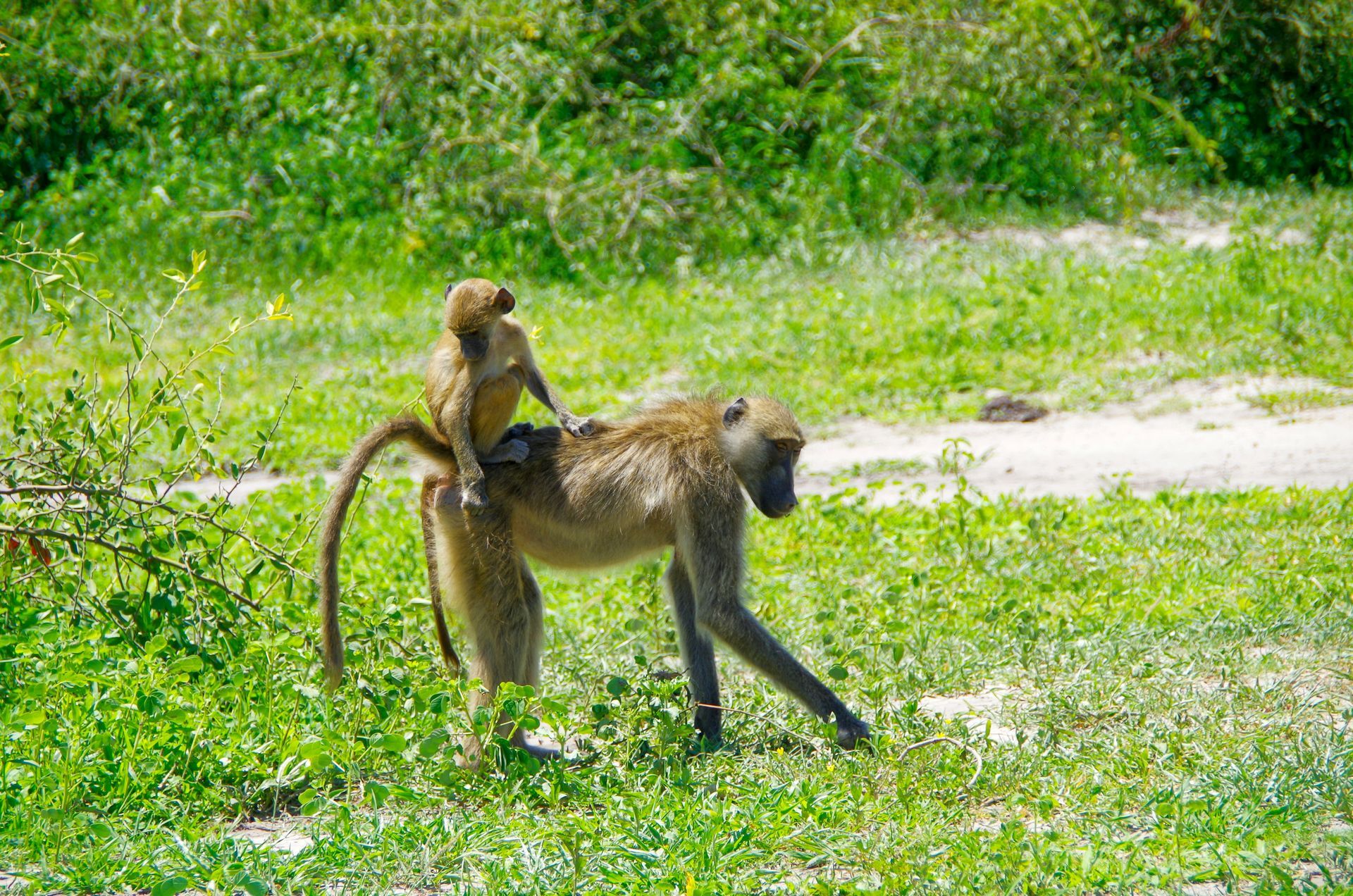 Two baboons in a grassy field, one carrying the other on its back in Chobe National Park, Botswana.