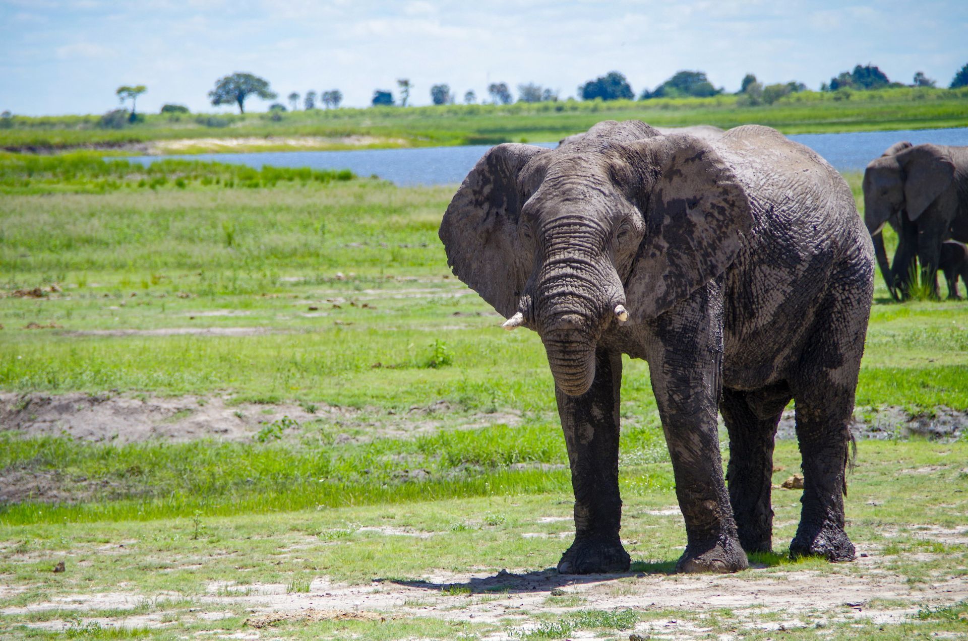 Elephants standing in a grassy field near a body of water in Chobe National Park, Botswana.