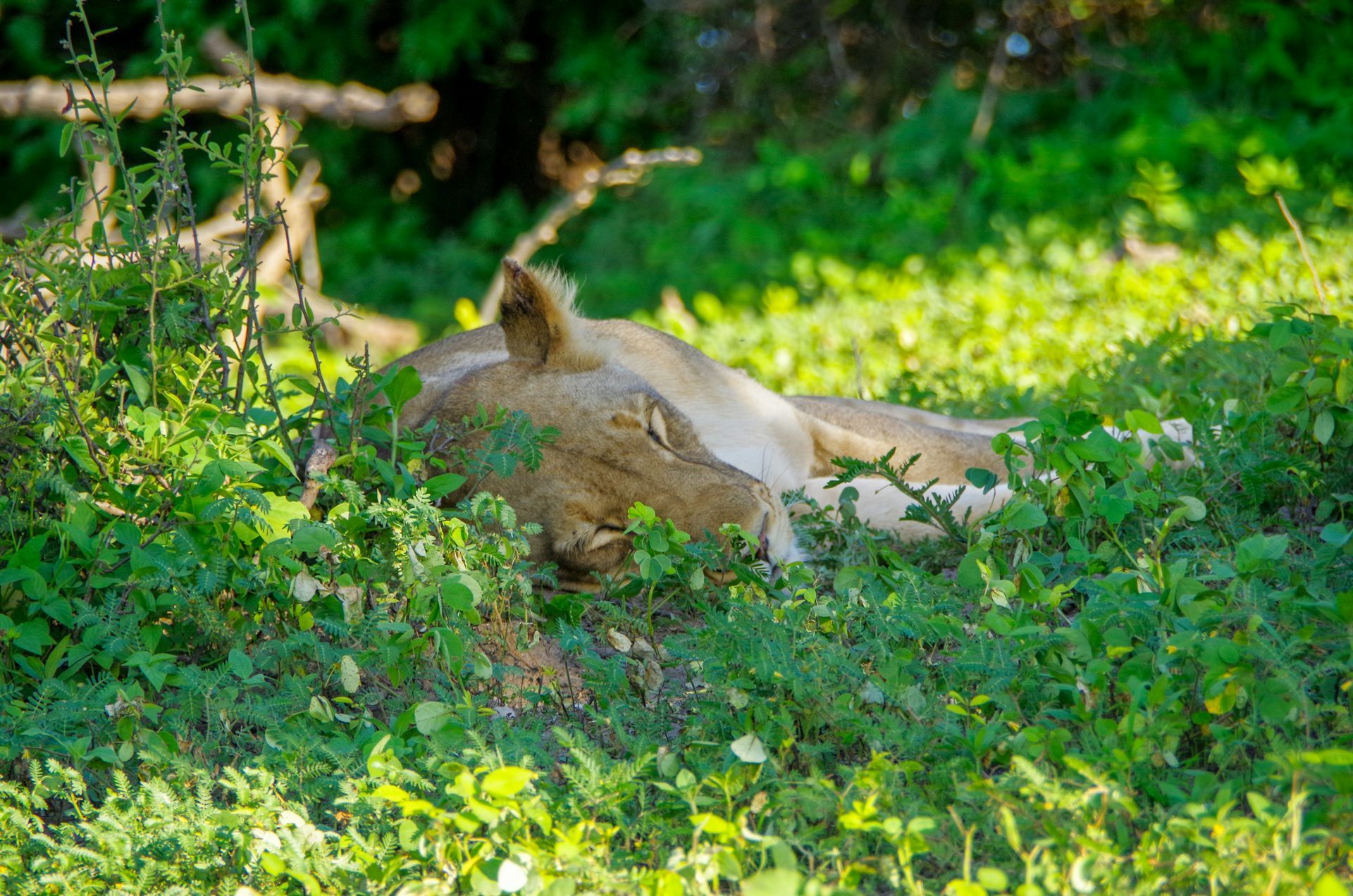 Lioness resting in green foliage in Chobe National Park, Botswana.