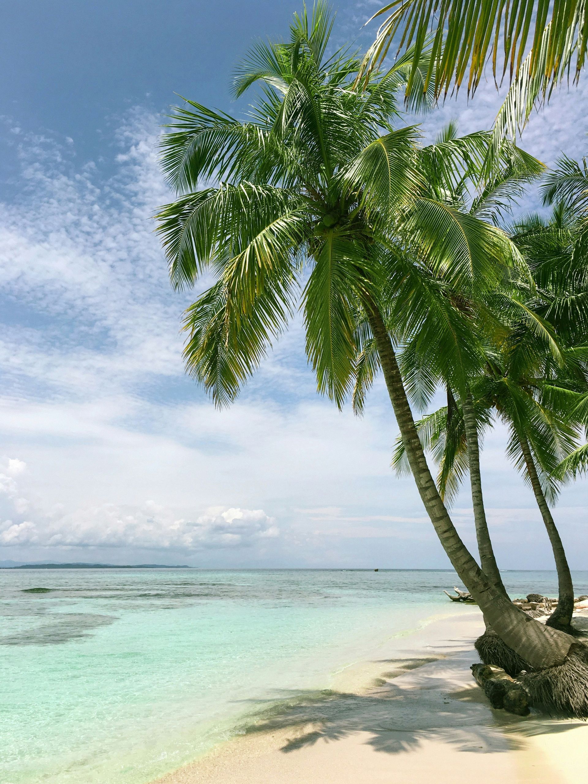 Palm trees on a white sand beach with turquoise water under a blue sky in Playa del Carmen, Mexico.