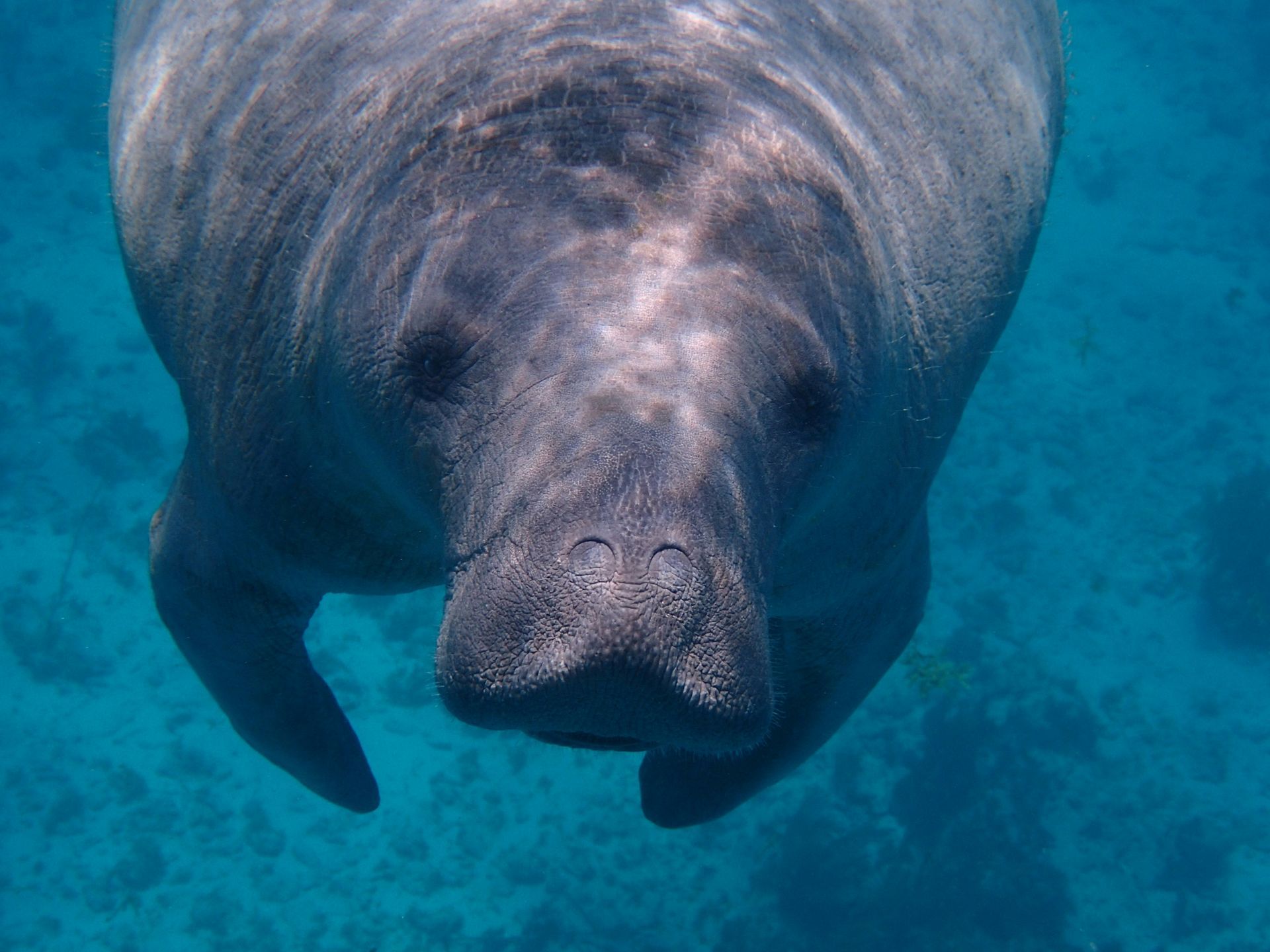 A close-up of a gray manatee swimming in clear, blue water, facing the camera with a curious expression in Caye Caulker, Belize.