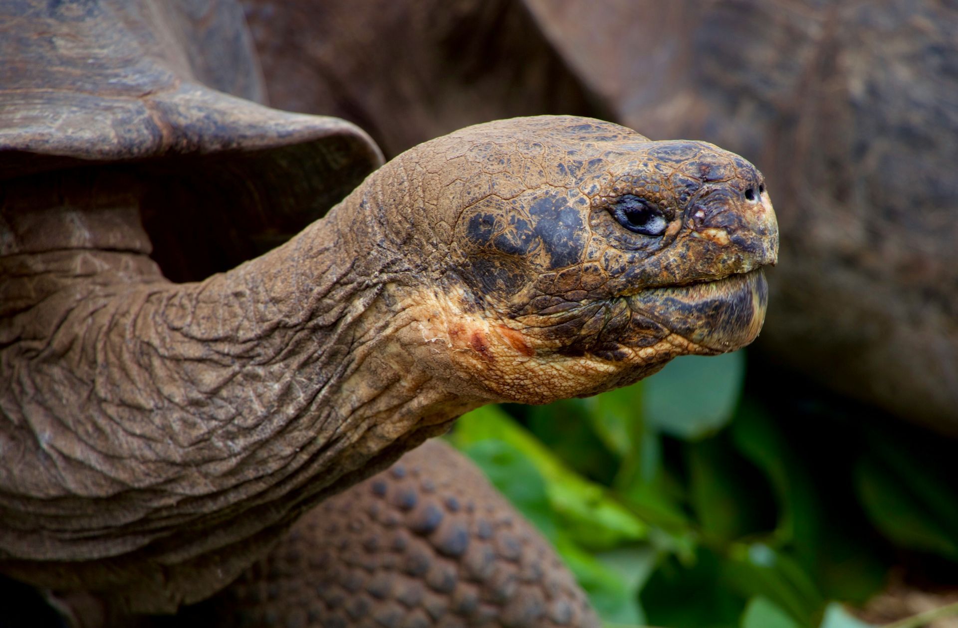 Close-up of a Galapagos tortoise's head with wrinkled skin, dark eyes, and a slight smile in Galápagos, Ecuador.