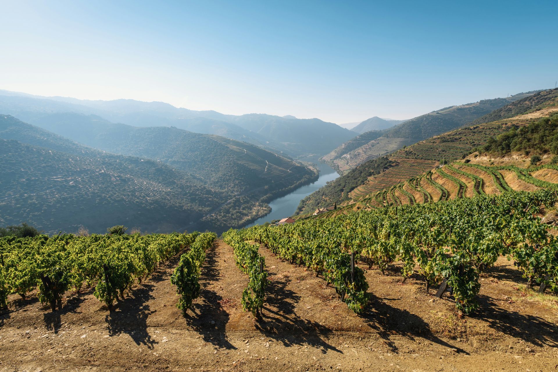 A vineyard with the Douro River in the background and mountains in the background.