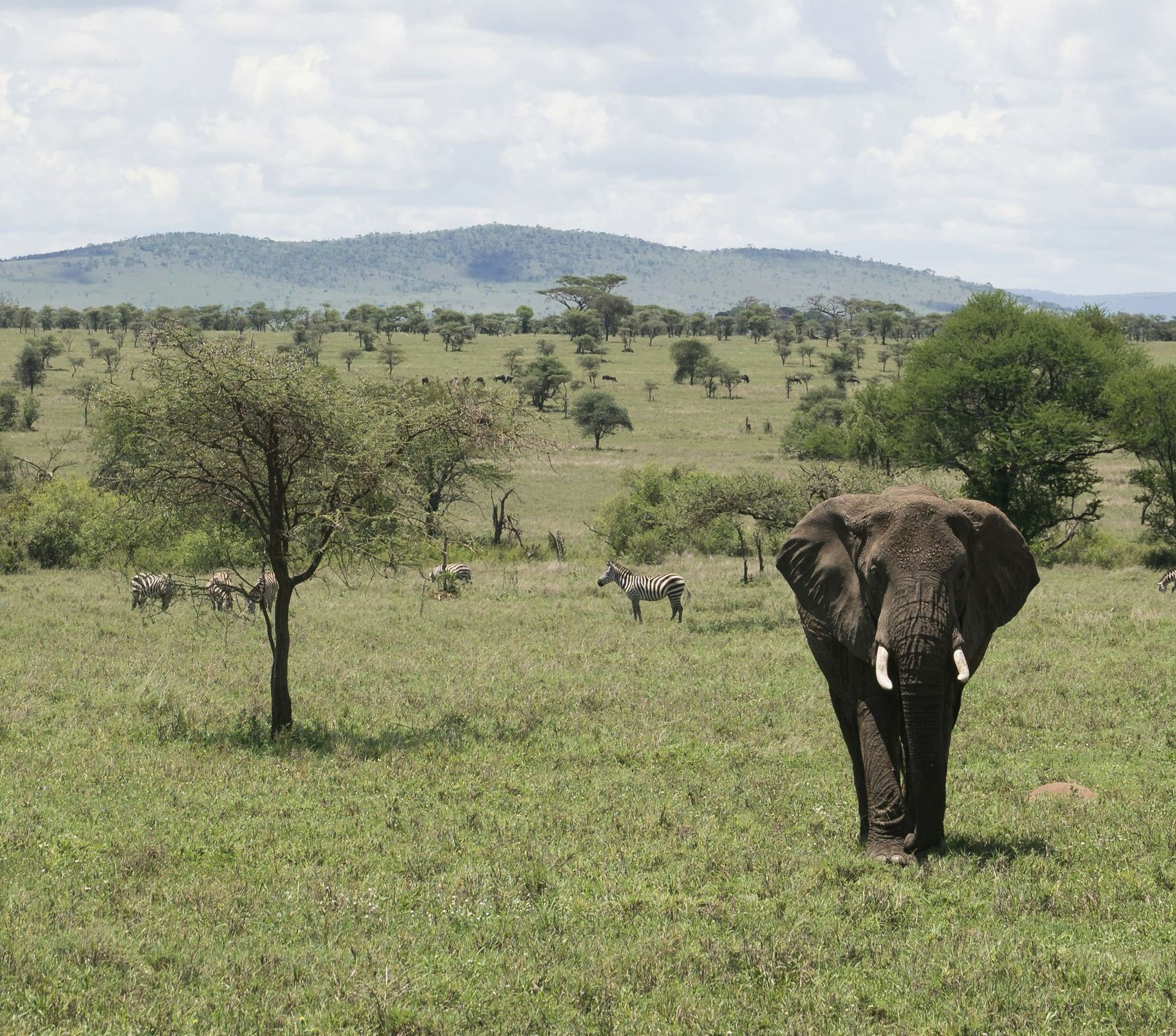 An elephant standing in a grassy field with trees in the background in Serengeti, Tanzania.