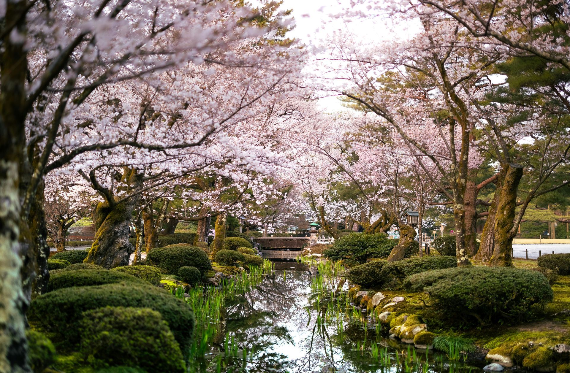 Cherry trees blooming over a tranquil stream in Kanazawa, Japan.