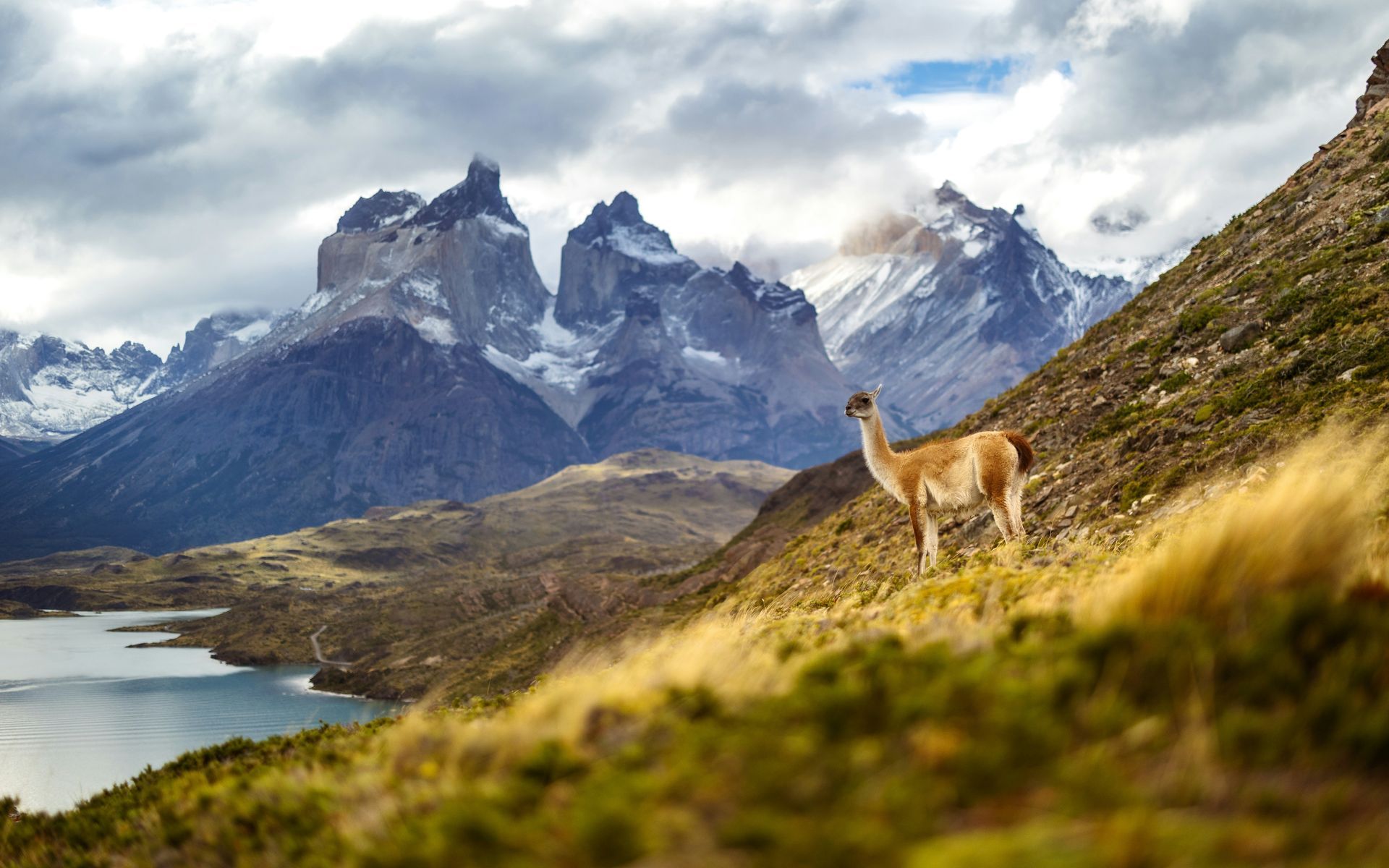 Guanaco on a hillside overlooking a lake and snow-capped mountains in Patagonia, Chile.