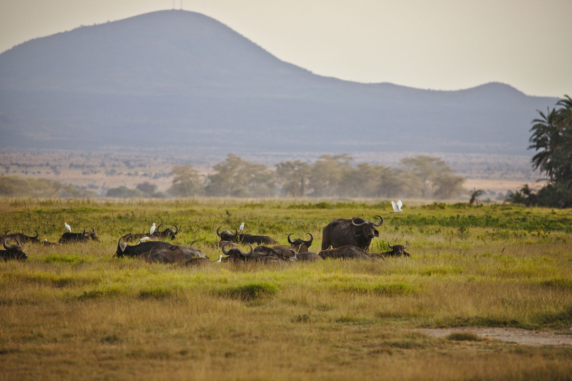 Herd of African buffalo grazing in a grassy field with a mountain in Amboseli National Park, Kenya.