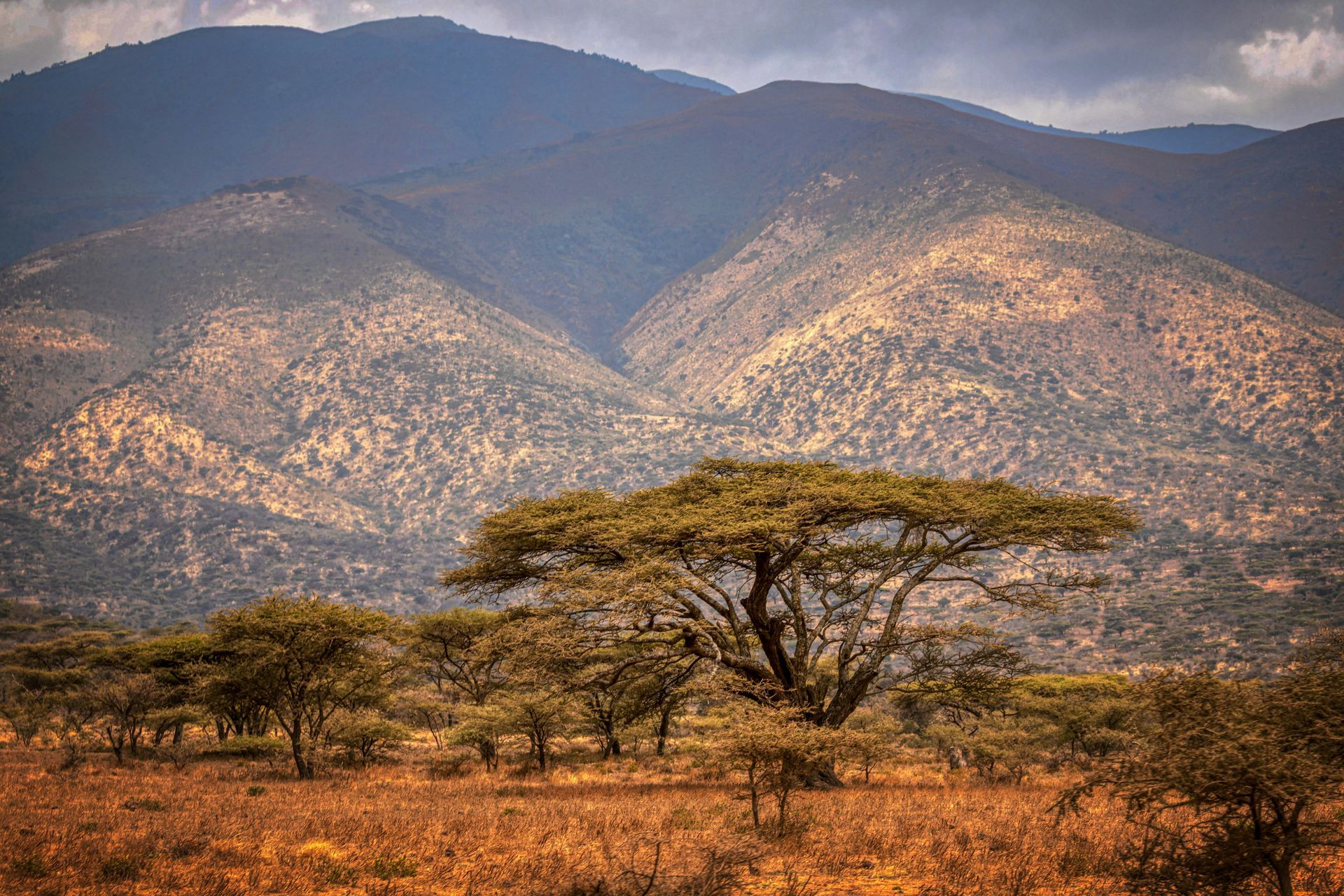 A tree in the middle of a desert with mountains in the background in the Ngorongoro Crater, Tanzania.