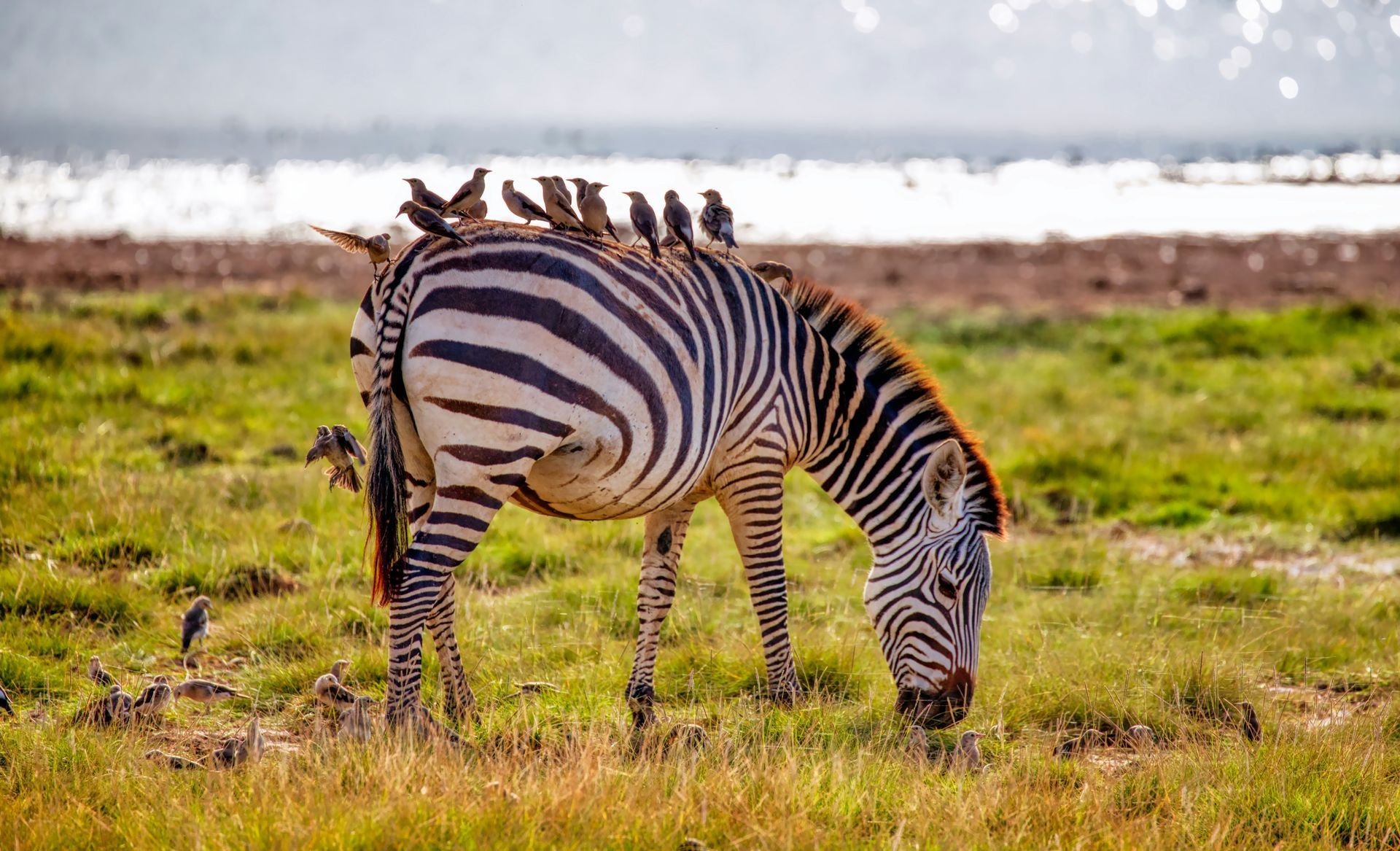Zebra grazing in a grassy field, with several birds on its back, near a lake in Amboseli National Park, Kenya.