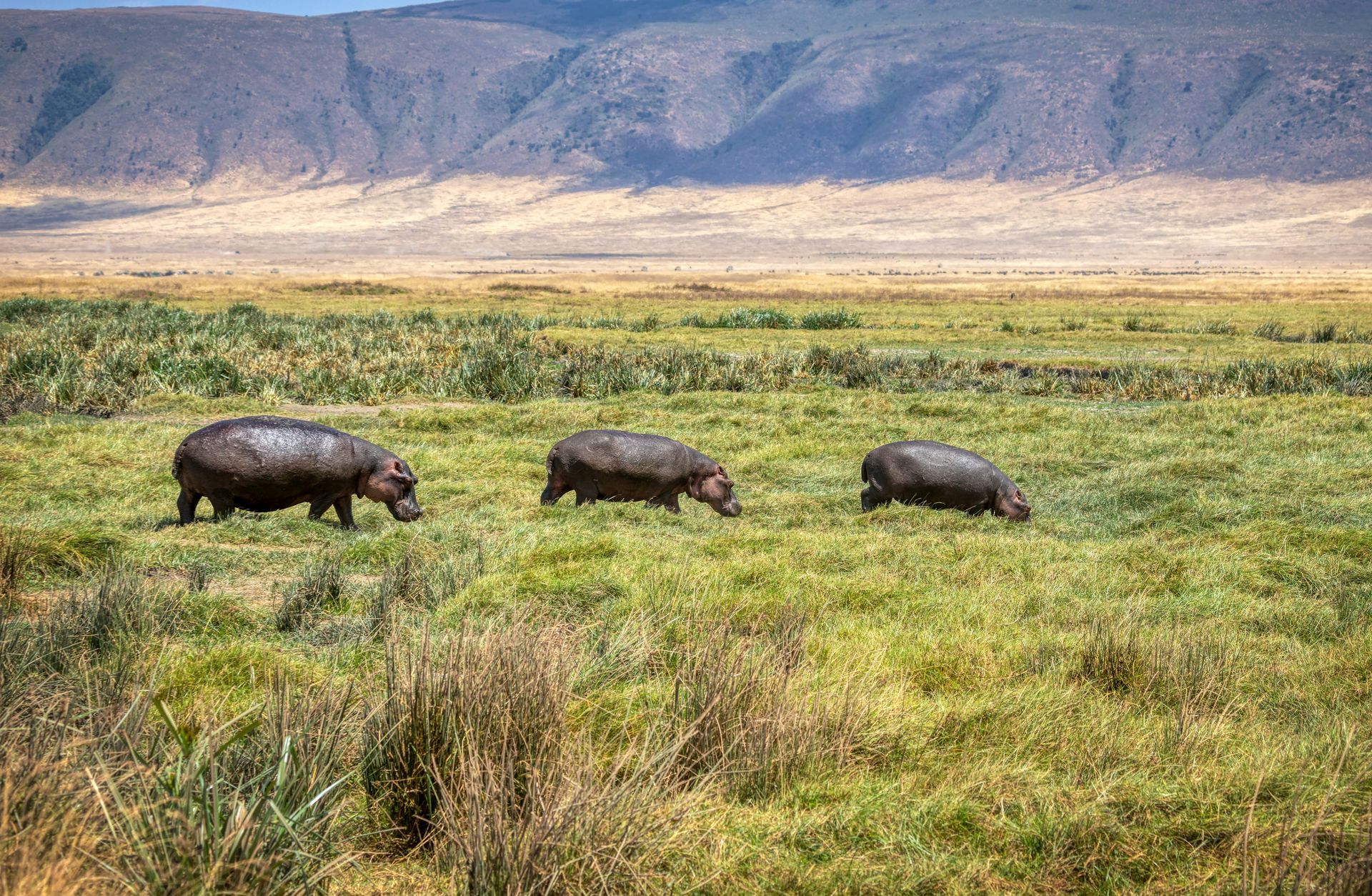 Three hippos are walking through a grassy field in the Ngorongoro Crater, Tanzania.