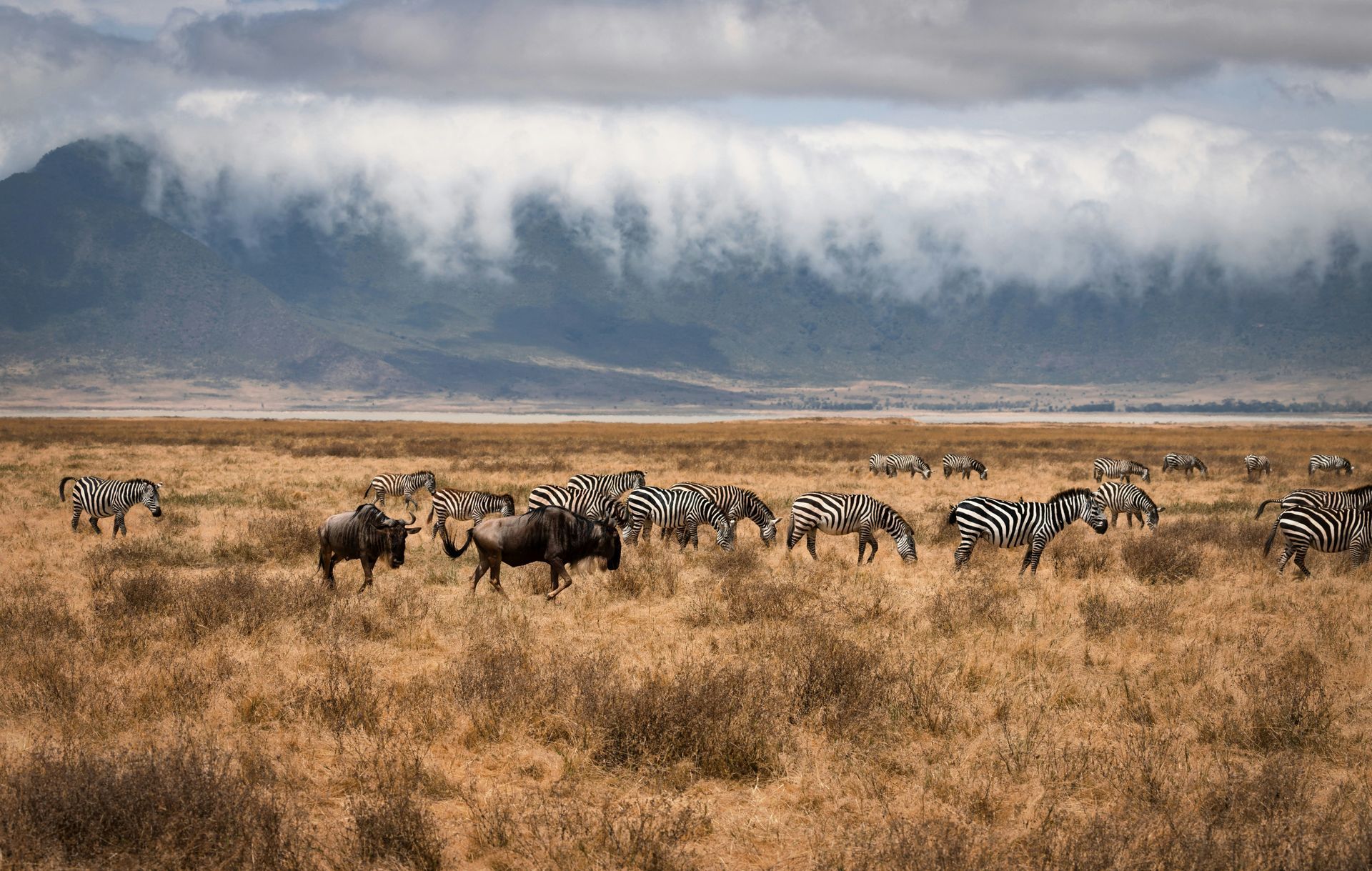 A herd of zebras and wildebeest grazing in the Ngorongoro Crater, Tanzania.