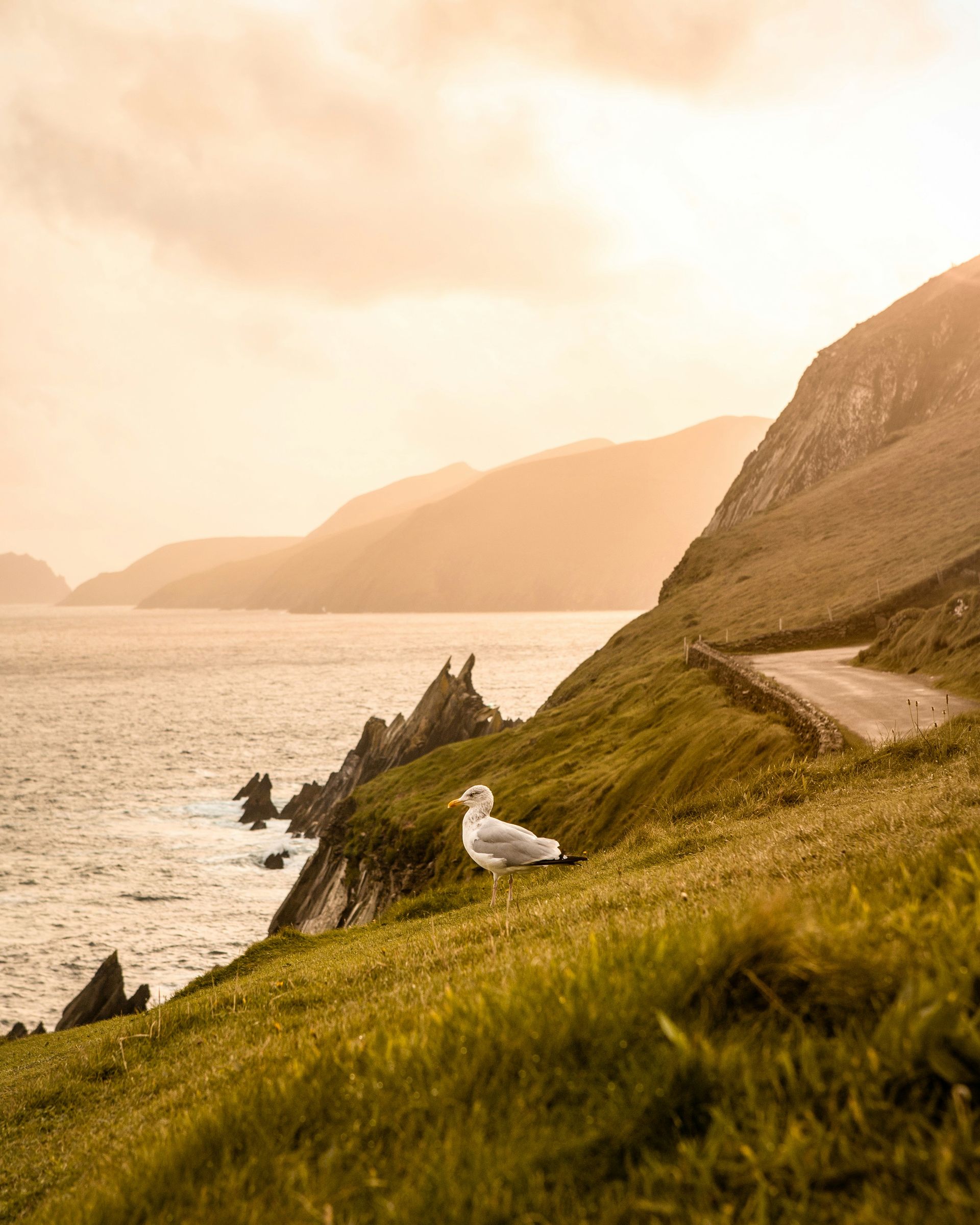 Seagull on an oceanfront cliff in front of a winding road and mountains at sunrise on the Dingle Peninsula, Ireland.
