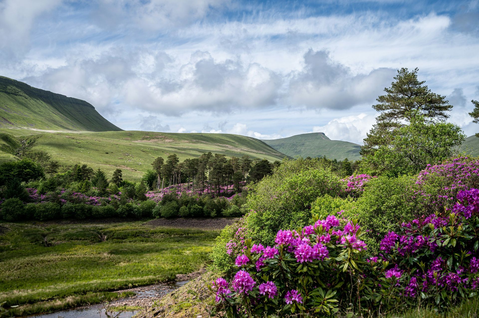 Scenic valley with blooming pink flowers, green hills, and a cloudy sky in the Brecon Beacons, Wales.