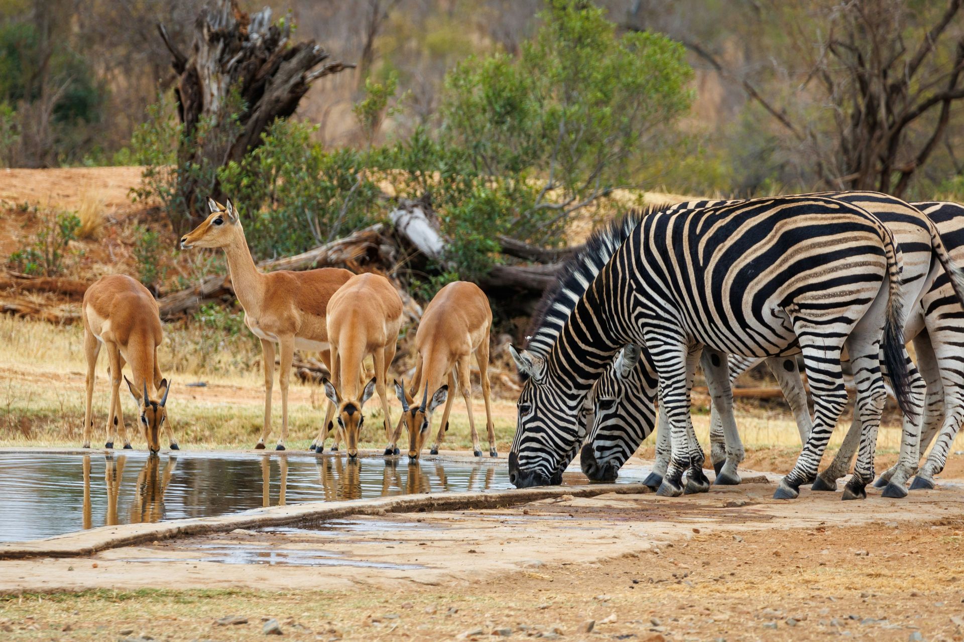 Zebras and impalas drinking from a watering hole in Kruger National Park, South Africa.