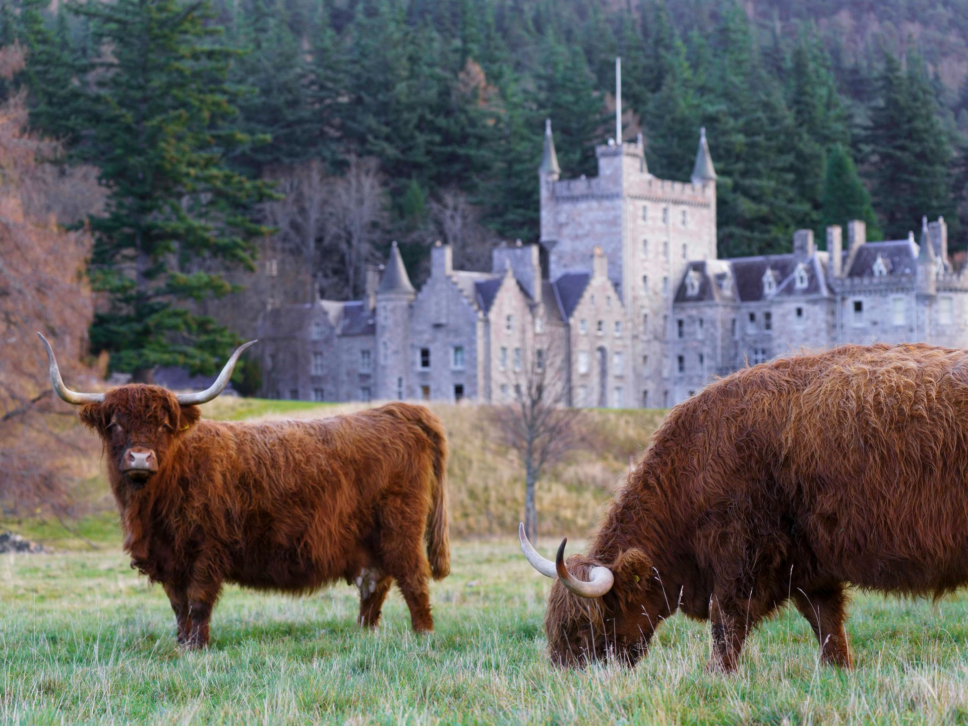 Highland cows graze in a field, with Invercauld Castle in the background in Scotland.