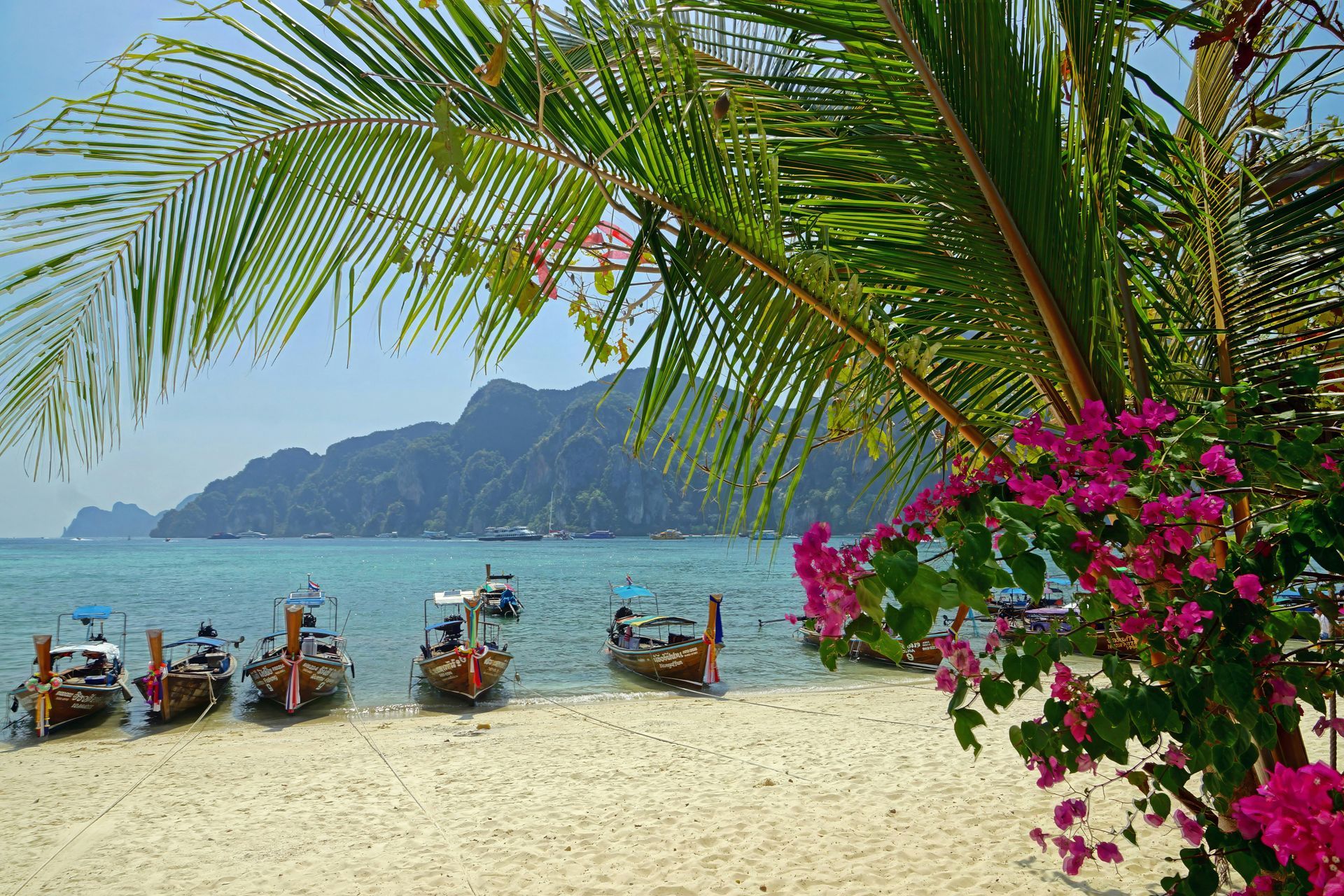 A row of boats are docked on a beach under a palm tree in the Phi Phi Islands in Krabi, Thailand.