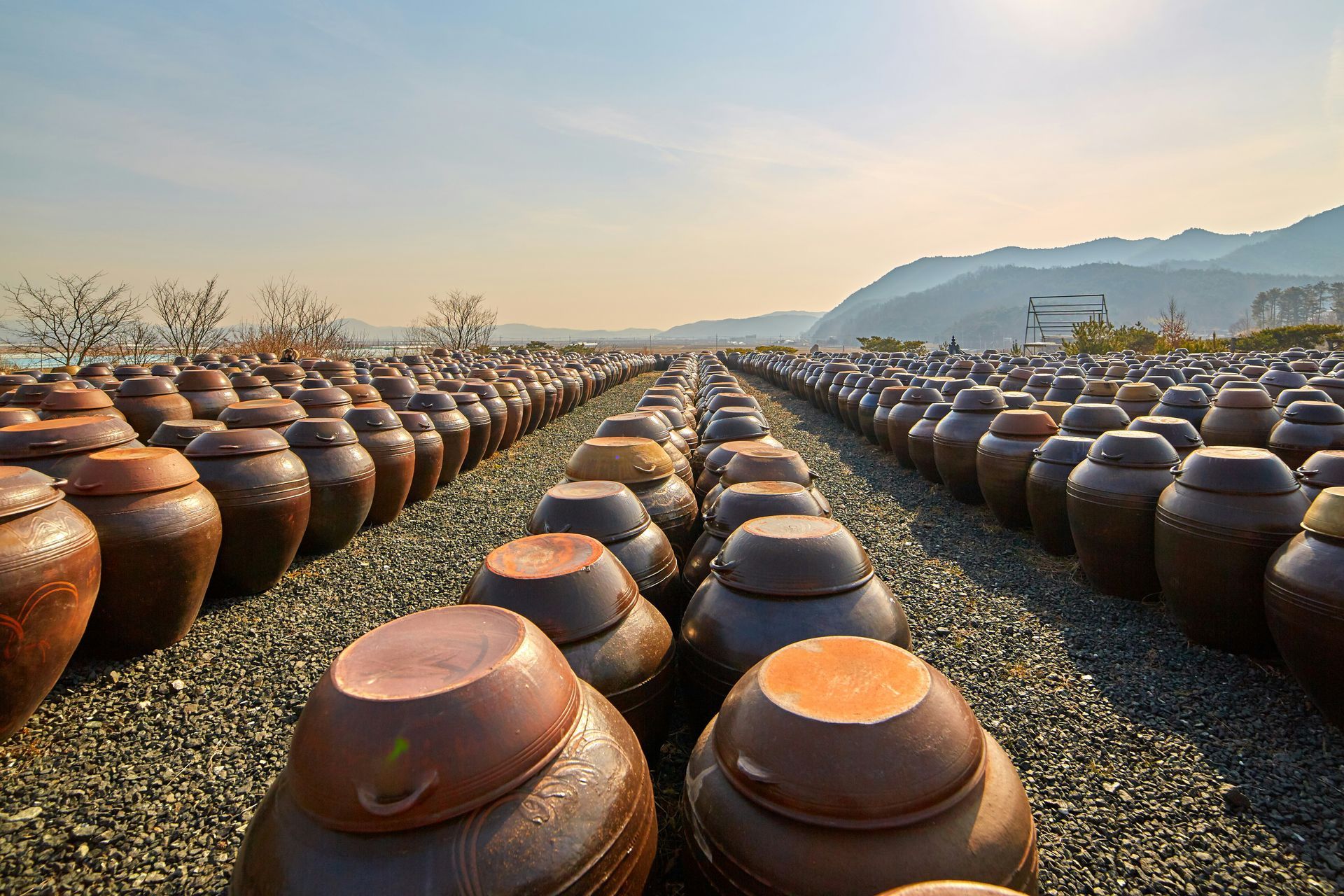 Rows of brown earthenware jars in a field, with mountains in the background, in Andong Hahoe Folk Village.