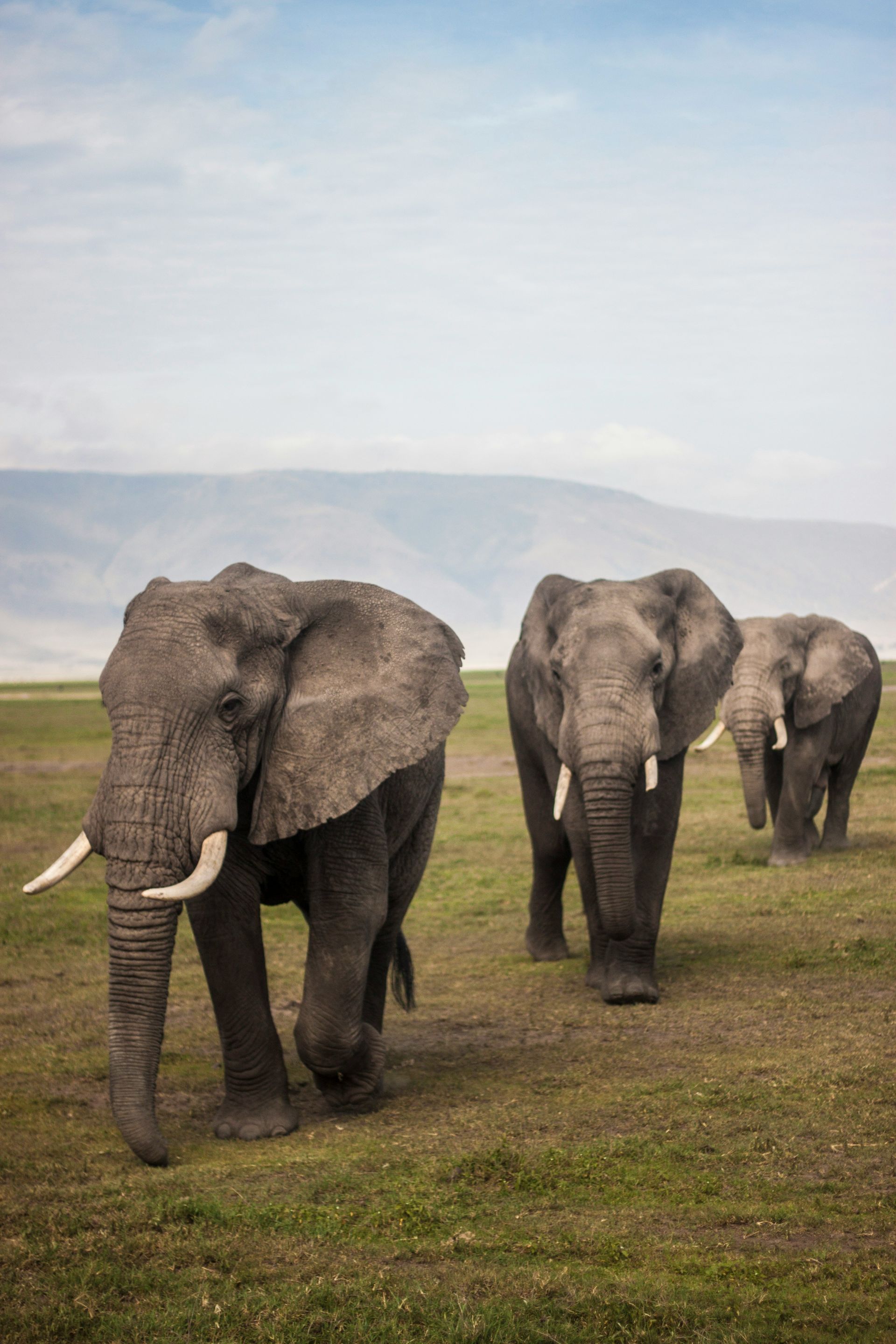 A herd of elephants walking through a grassy field in the Ngorongoro Crater, Tanzania.