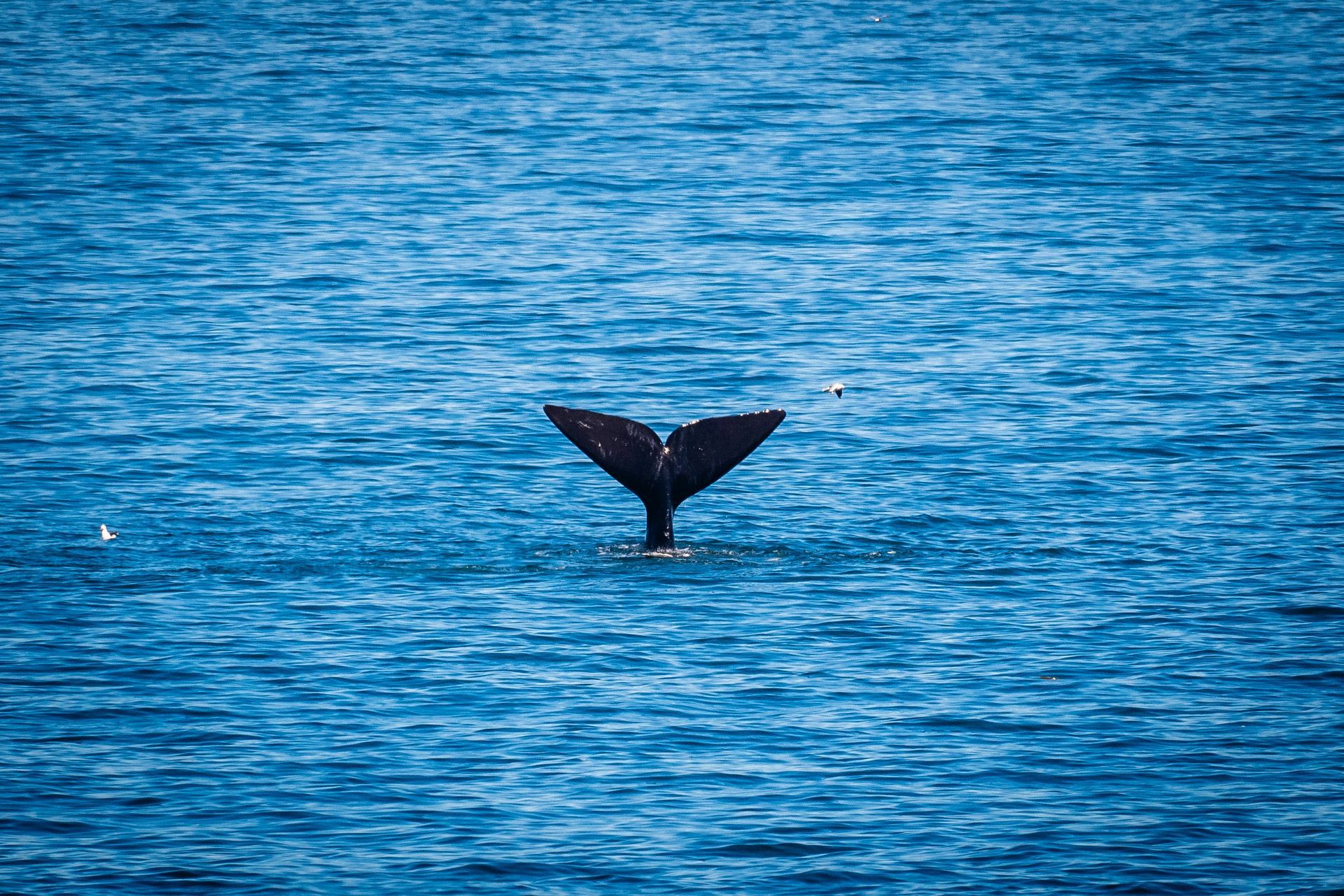 Whale tail emerges from blue water, showing a dark, forked tail fin in Hermanus, South Africa.