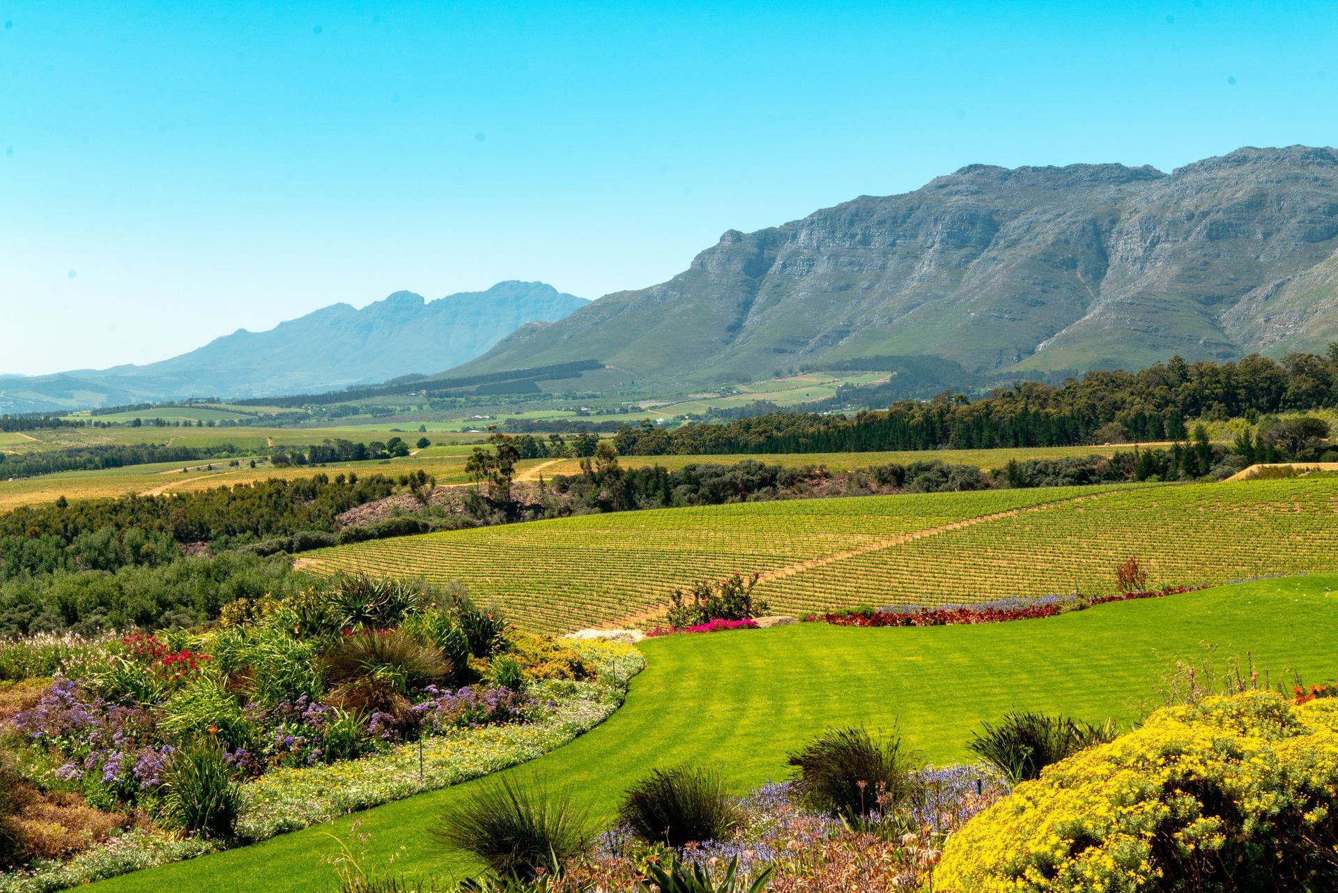 Green vineyards, mountains in the background, clear blue sky in Stellenbosch, South Africa.
