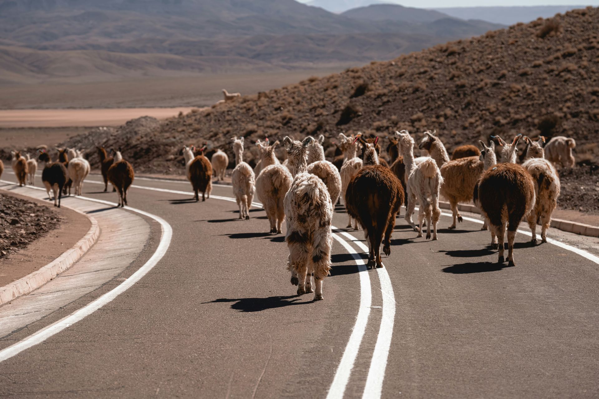 A herd of llamas walks down a road in a desert landscape in the Atacama Desert, Chile.
