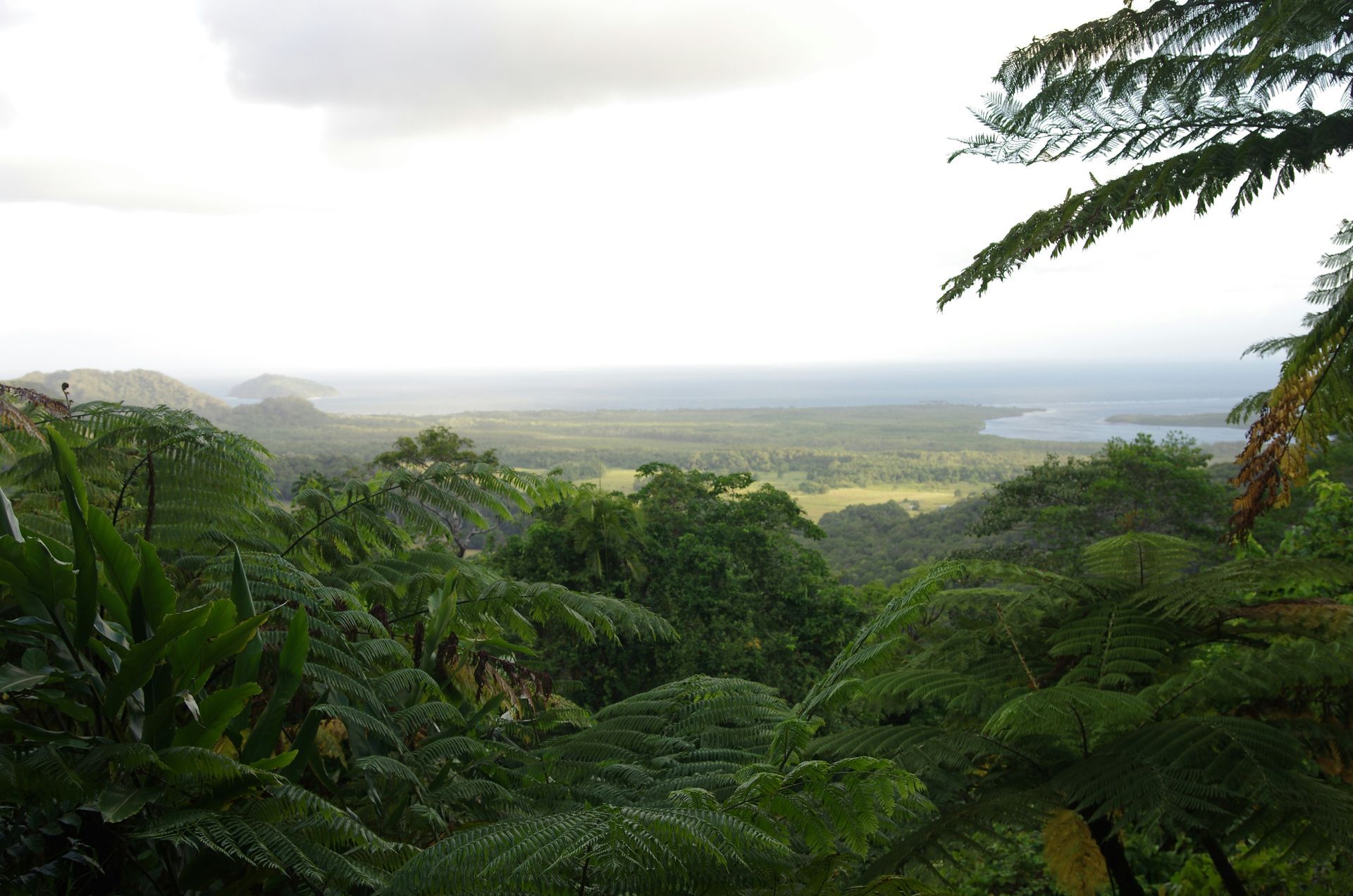 A view of Daintree Rainforest with mountains in the background in Australia.