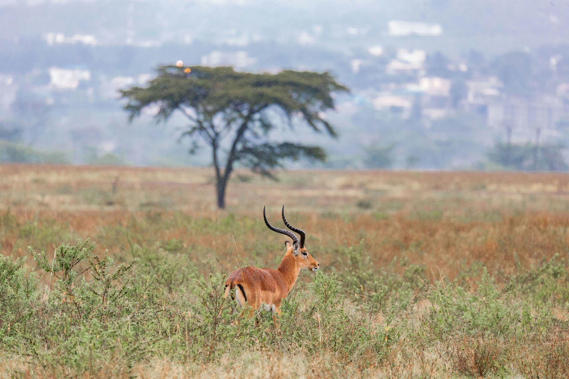 Impala in savanna with tree and blurred city in background in Lake Nakuru National Park, Kenya.